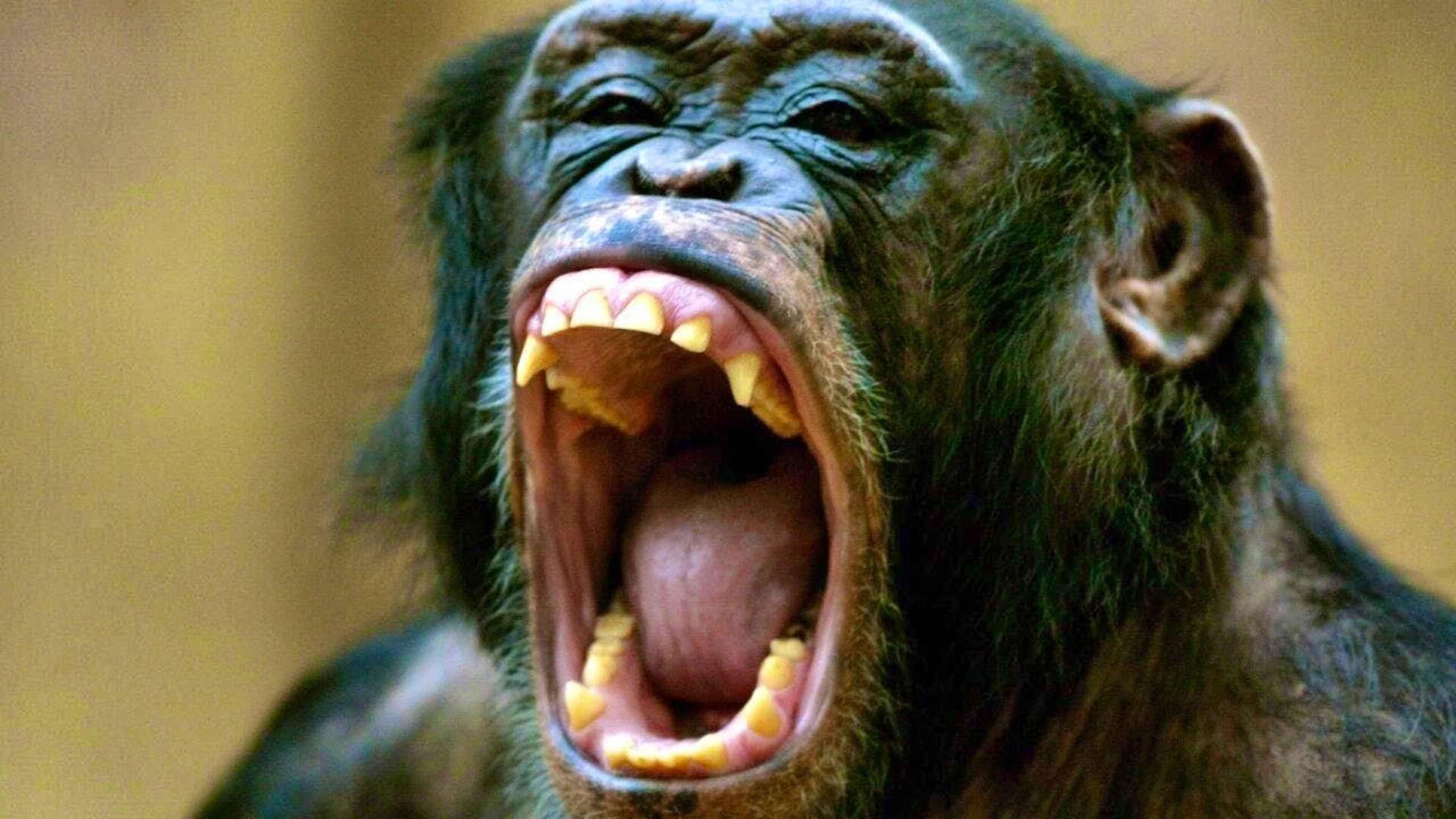 It is unclear whether the chimpanzees really consumed the alcohol deliberately. (theme picture)