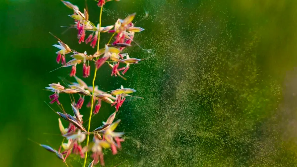 The strongest pollen season has now begun in Switzerland
