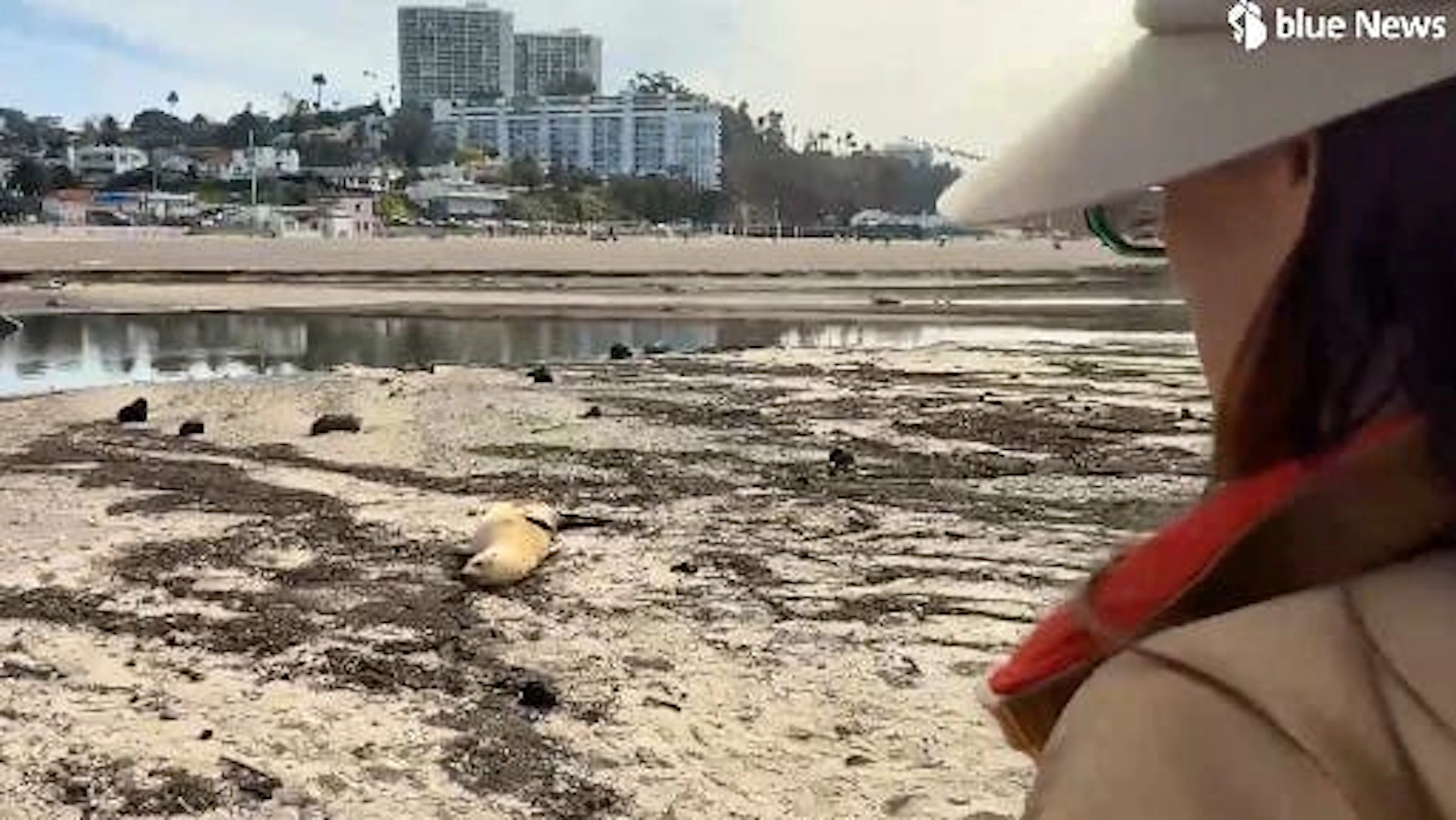 Verschmutzte Strände und tote Seelöwen nach Feuer – Bewohner von Los Angeles wehren sich