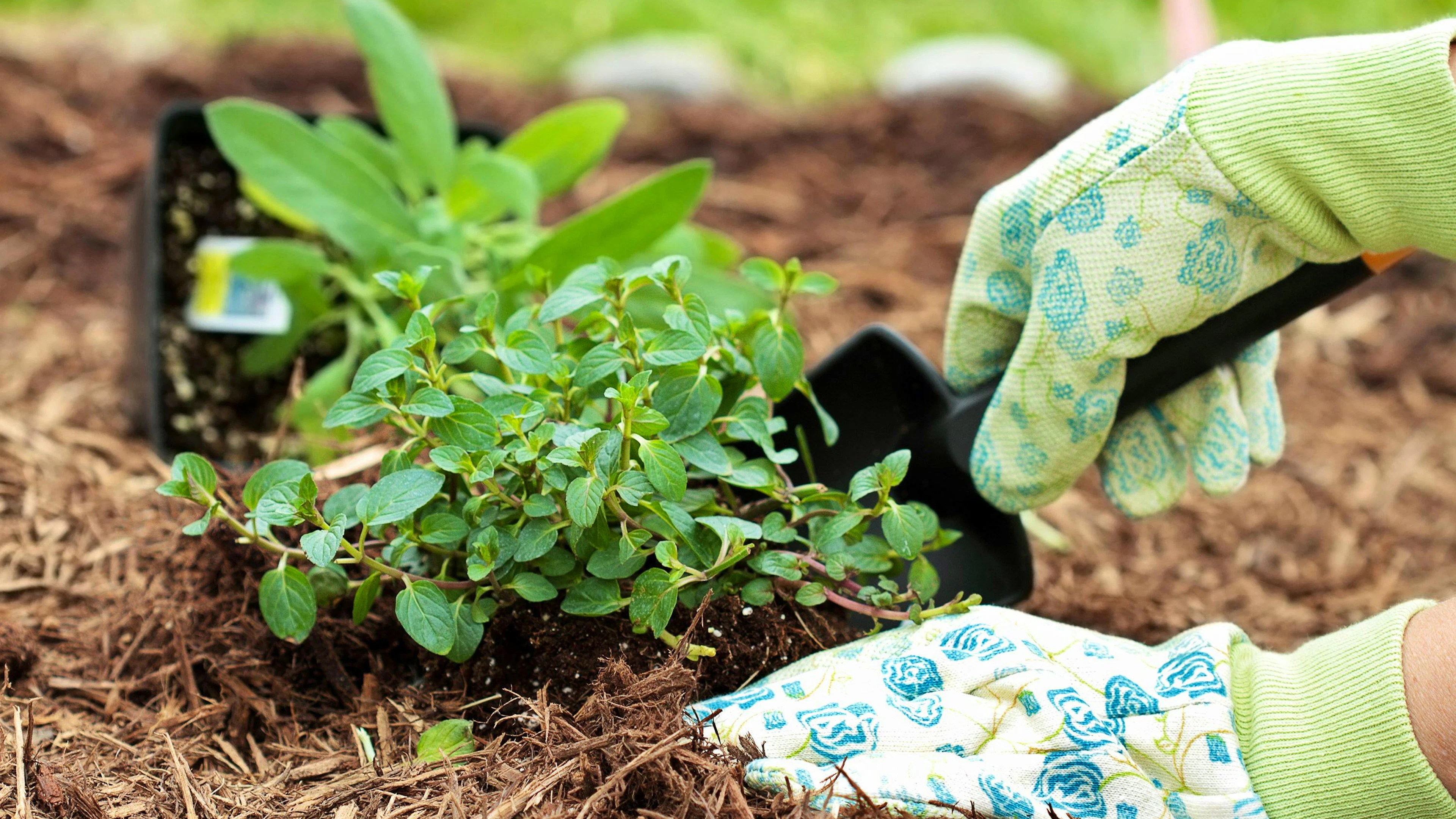 Envahissante, la menthe doit être séparée des autres herbes aromatiques.