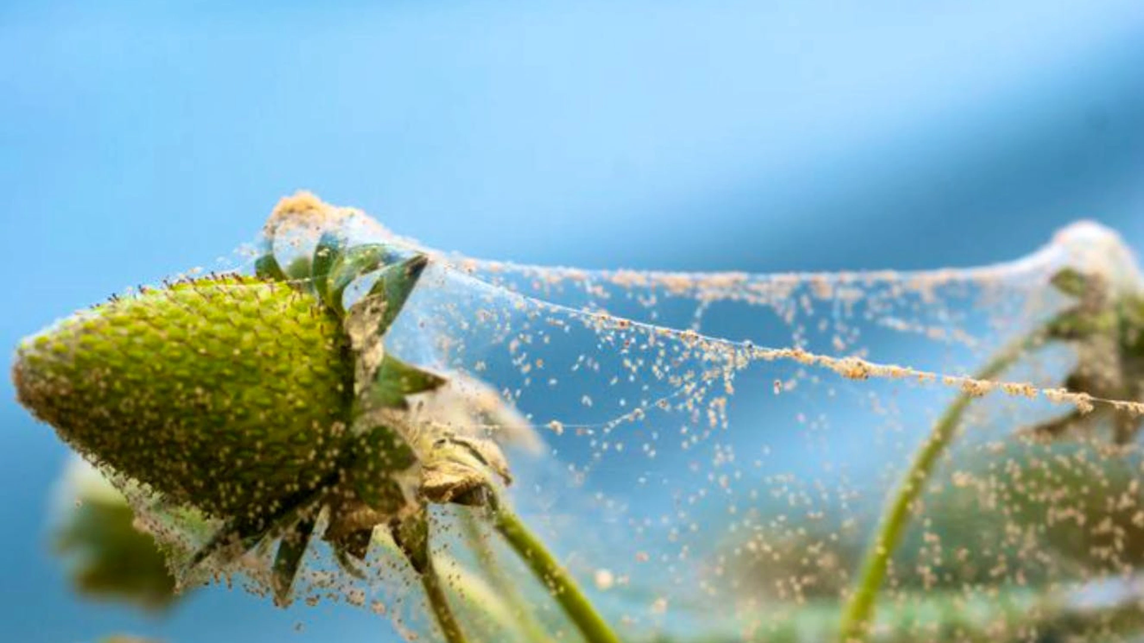 Um Spinnmilben erkennen zu können, reicht das blosse Auge nicht aus. Die gelblich bis rötlichen Schädlinge sind oft nur zwischen 0,2 und 0,5 mm gross und verstecken sich meist auf den Blattunterseiten der Pflanzen. Einen Befall erkennt man daher oft erst, wenn die Pflanze leicht kränkelnd wirkt und ihre Blätter weisslich-gelbe Sprenkeln haben.