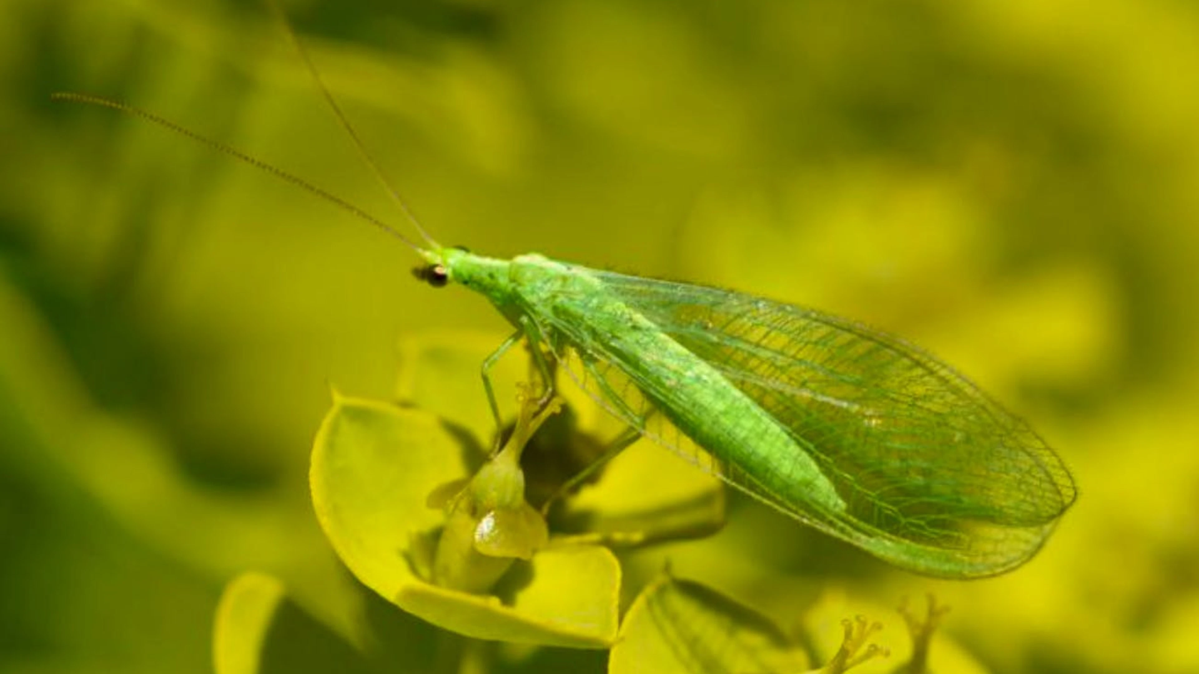 Die meisten erwachsenen Florfliegen-Arten ernähren sich von Pollen, Nektar und Honigtau.