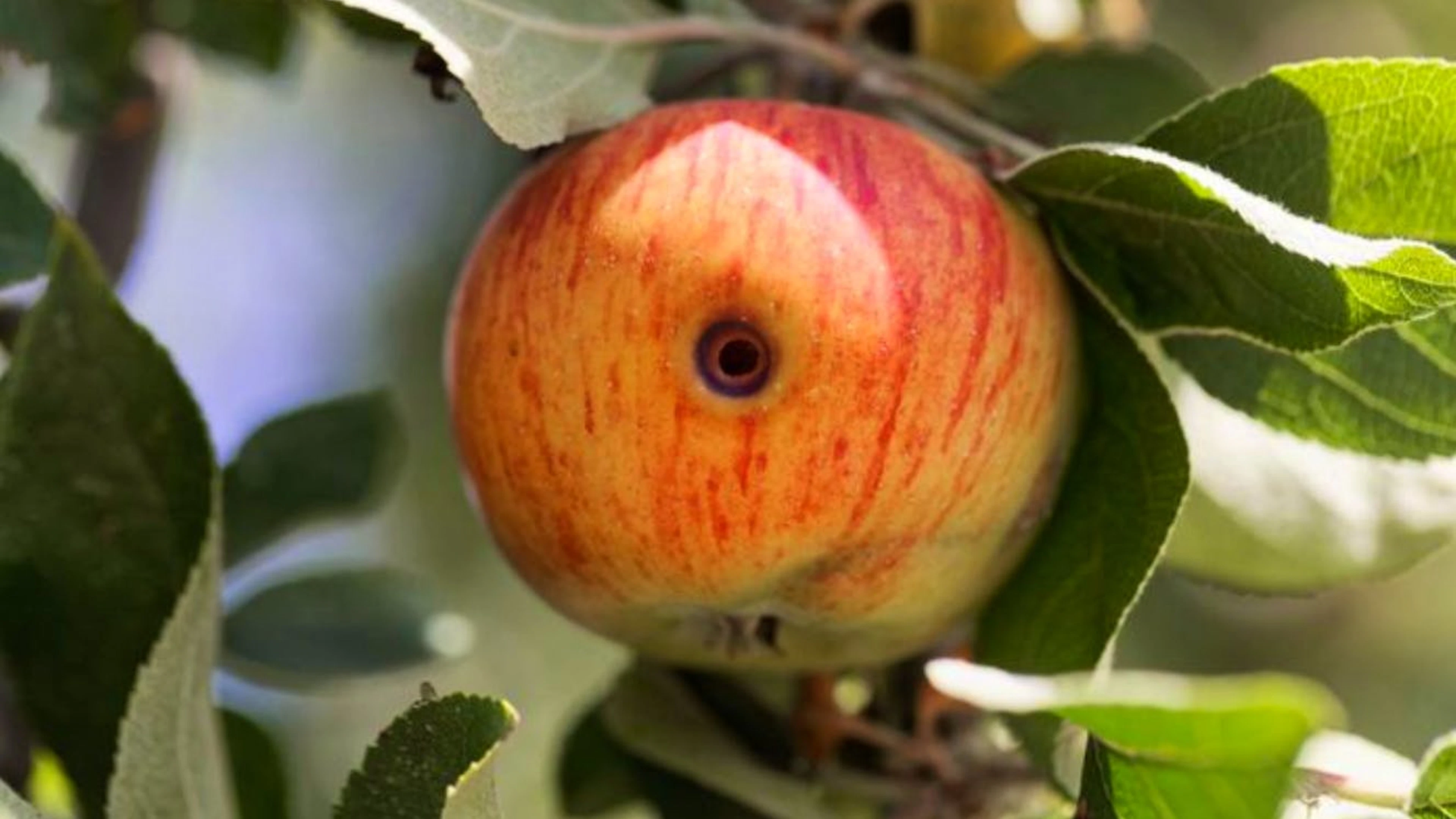 Was wie ein Wurm im Apfel aussieht, ist die Larve des Apfelwicklers, eines Nachtfalters.