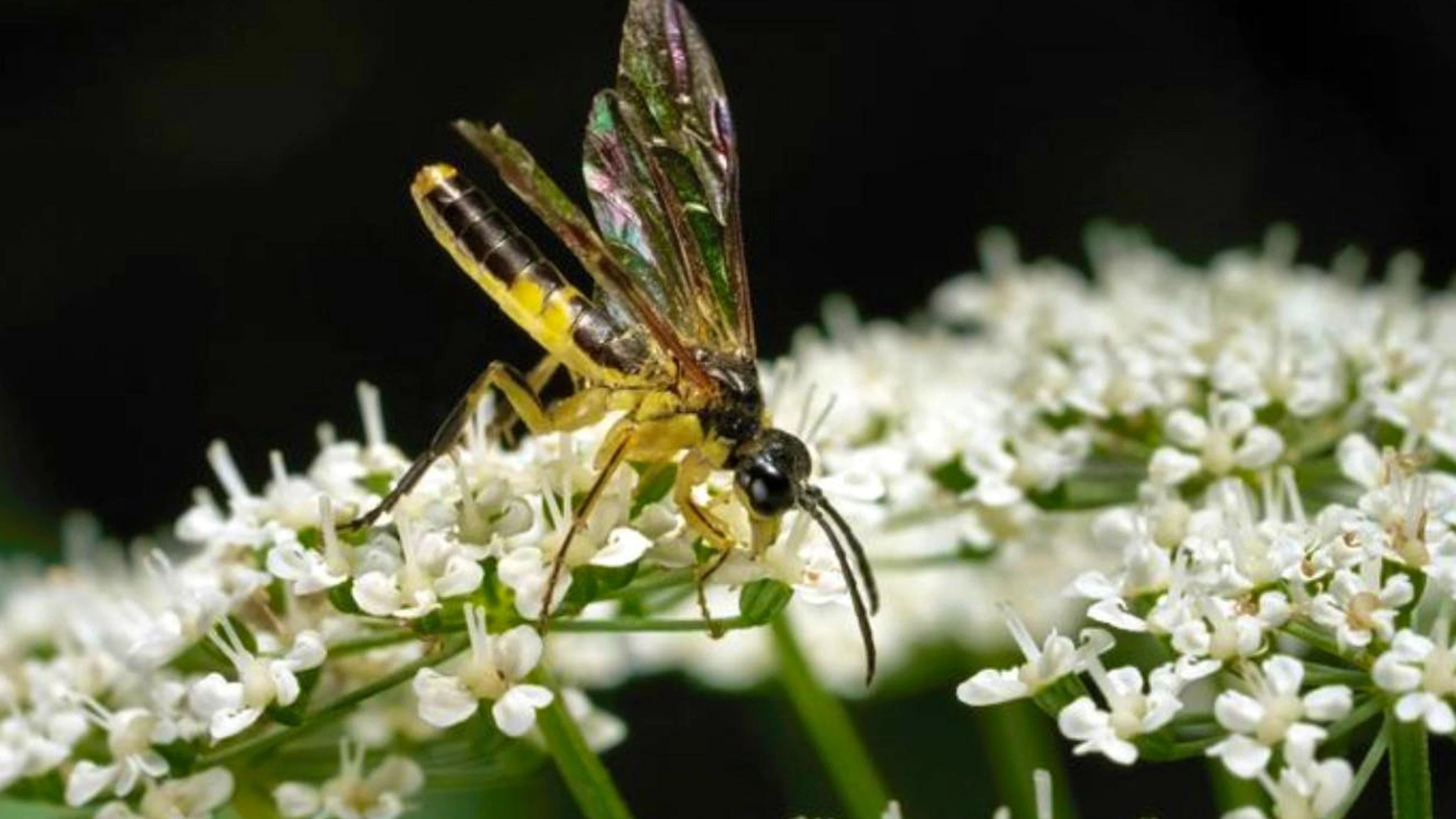 Sie treten meist sehr zahlreich auf und schaben das Blatt regelrecht ab. Die Blattunterhaut bleibt aber erhalten, nur das Blattgewebe darüber ist angefressen.