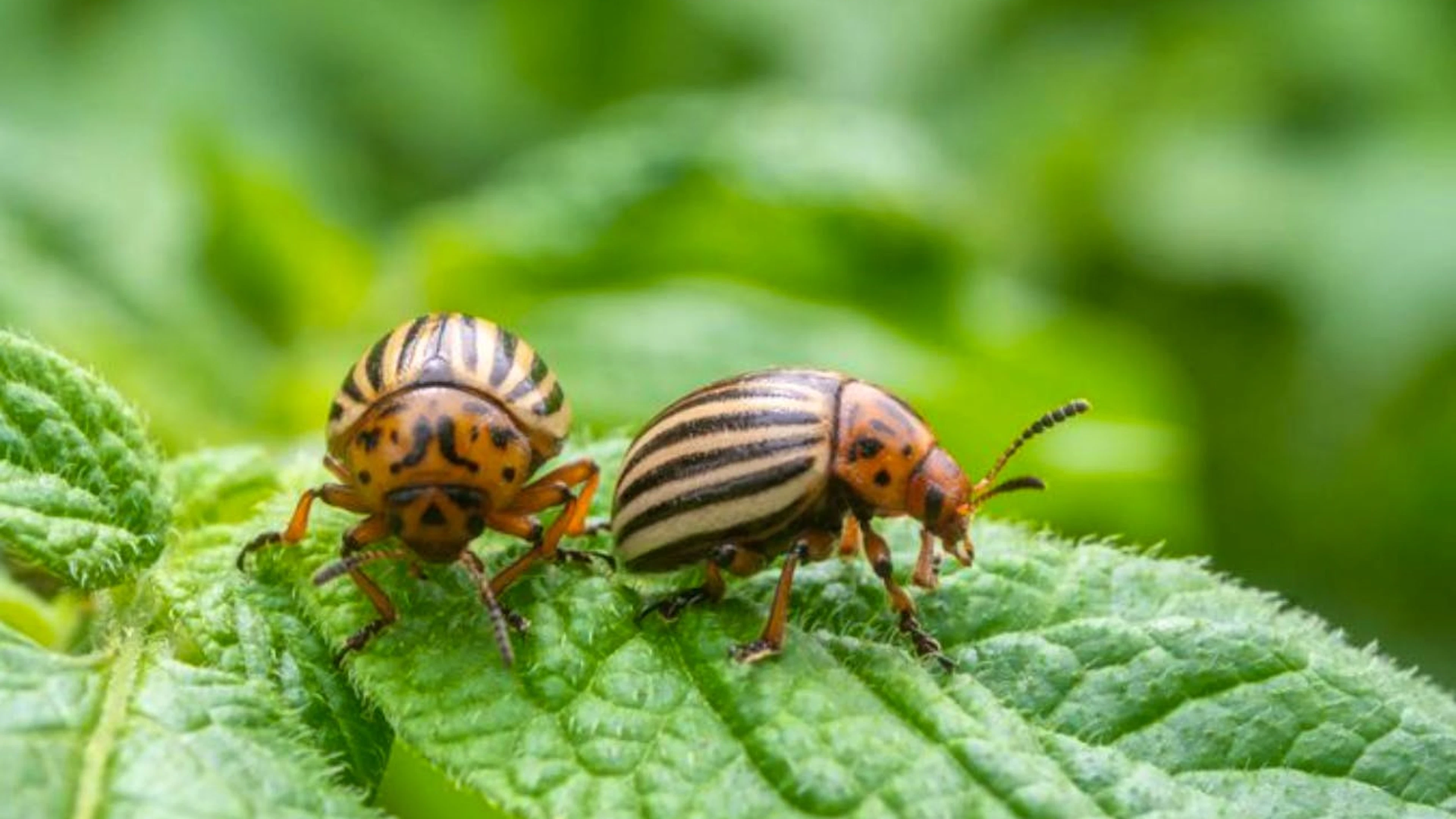 Der ursprünglich aus Nordamerika stammende Kartoffelkäfer ist ein gefürchteter Schädling. Er überwintert als Larve im Boden und entwickelt sich im Frühling zum Käfer.