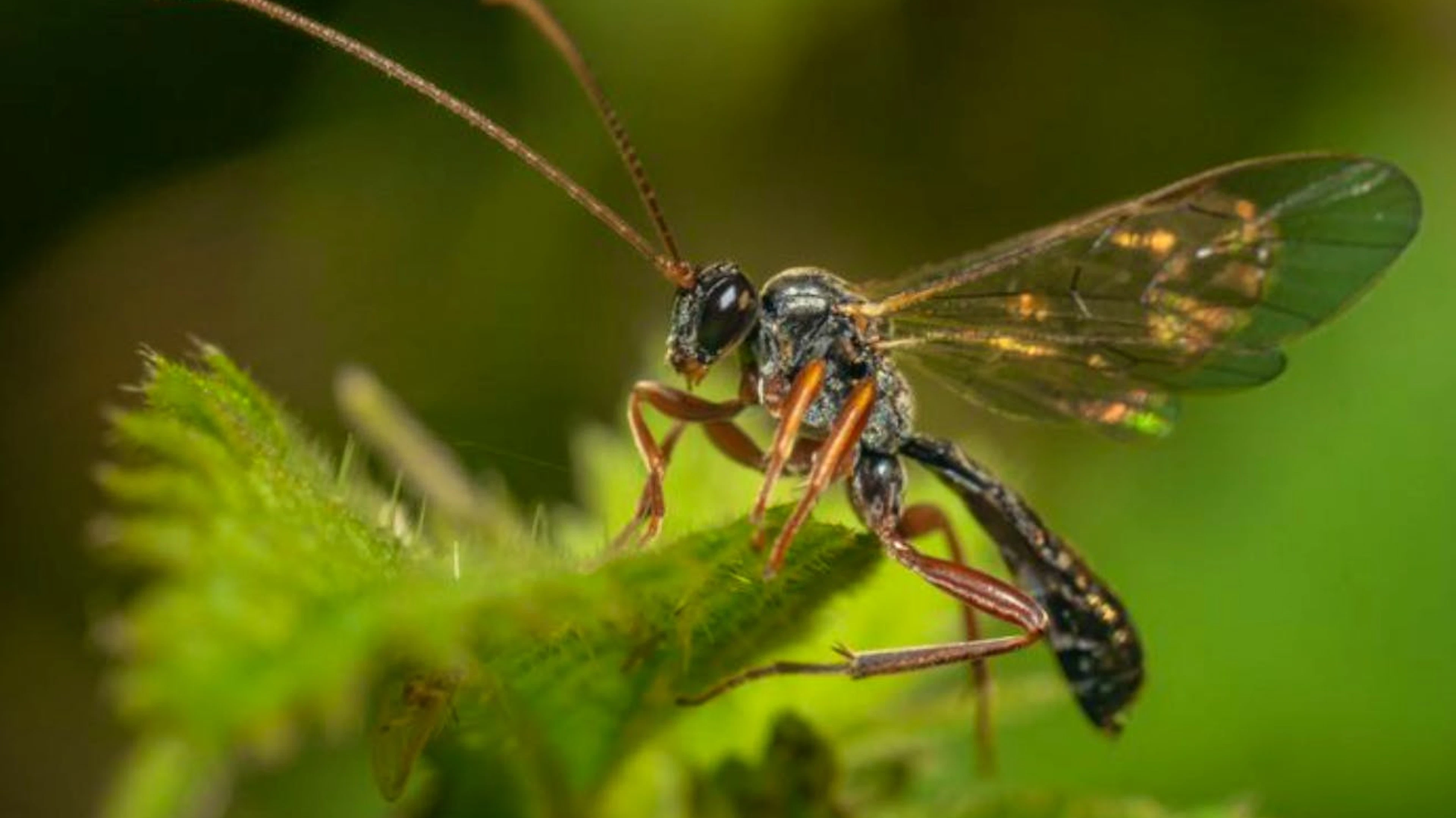 Um Schlupfwespen in den Garten zu locken, genügt ein ausgewogenes Nahrungsangebot an Nektar, Honigtau und Blütenpollen.