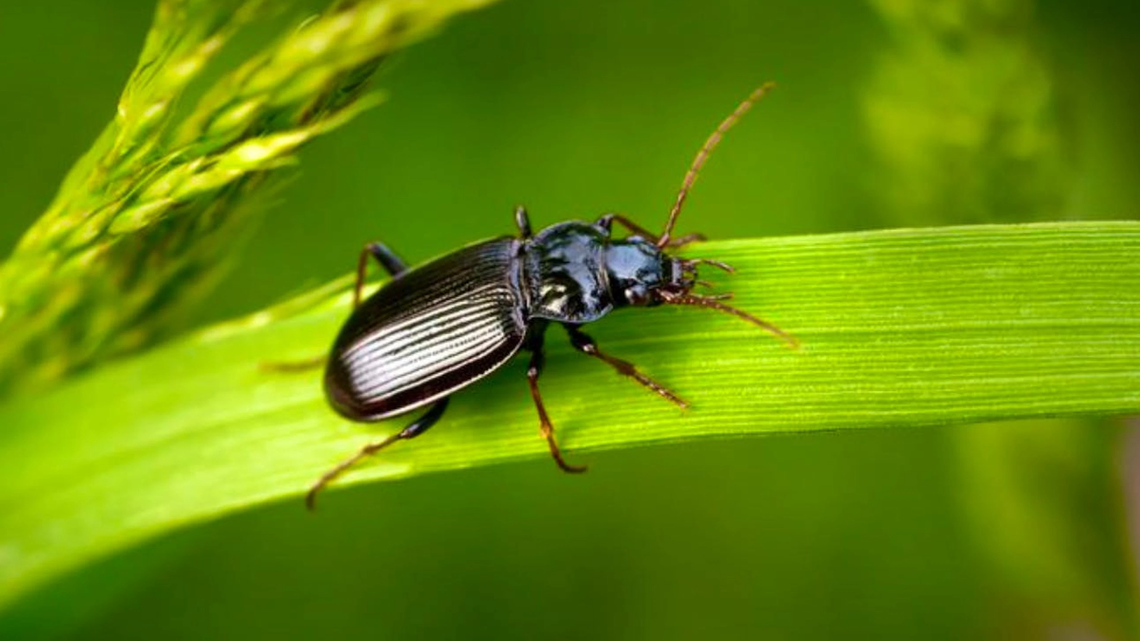 Der Laufkäfer ist ein Nachtwächter, der deinen Garten säubert.