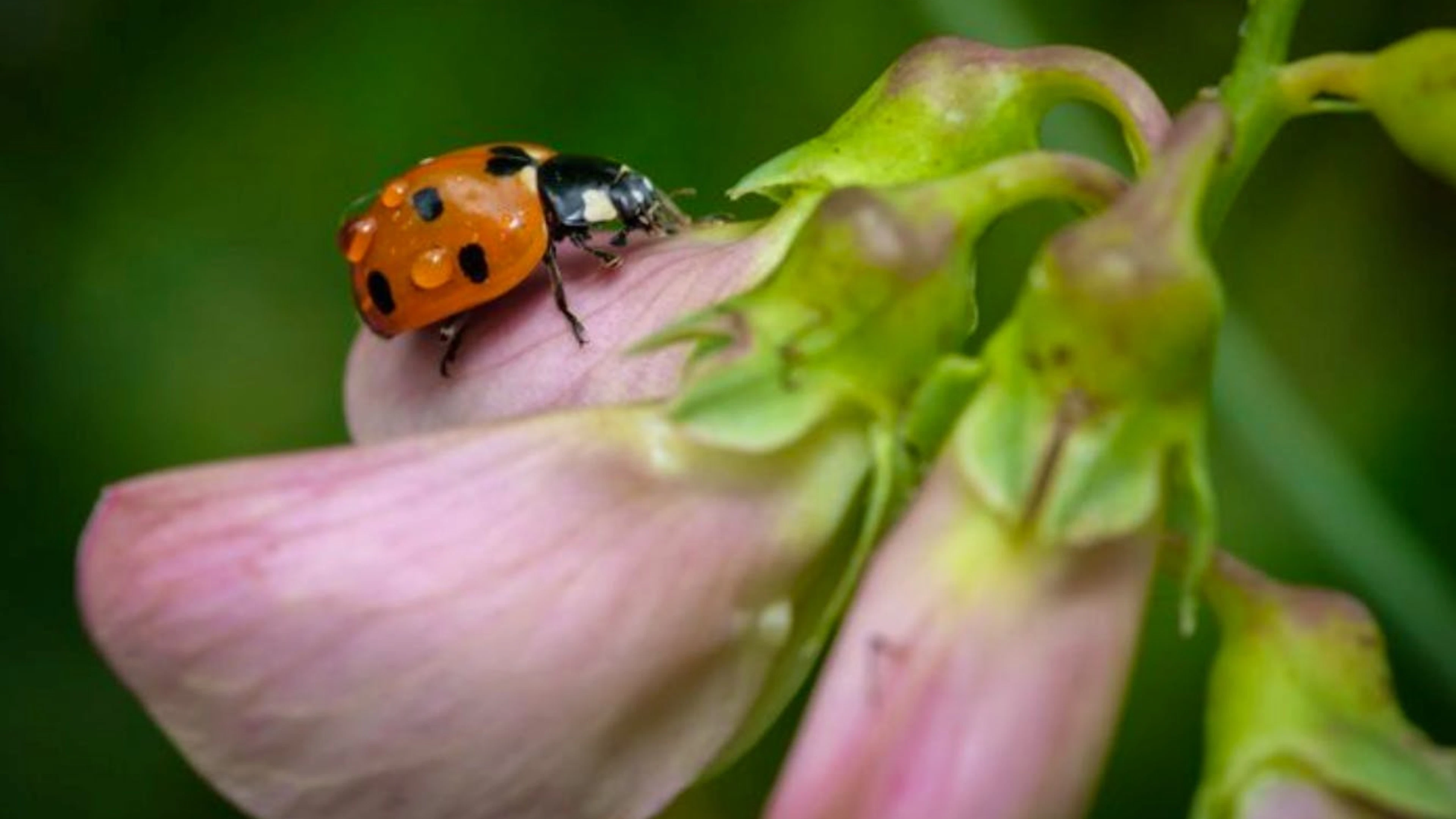 Schöne Gartenhelfer: Marienkäfer fressen Blattläuse. Ein einzelner Marienkäfer kann pro Tag zwischen 50 und 150 Blattläuse verzehren.