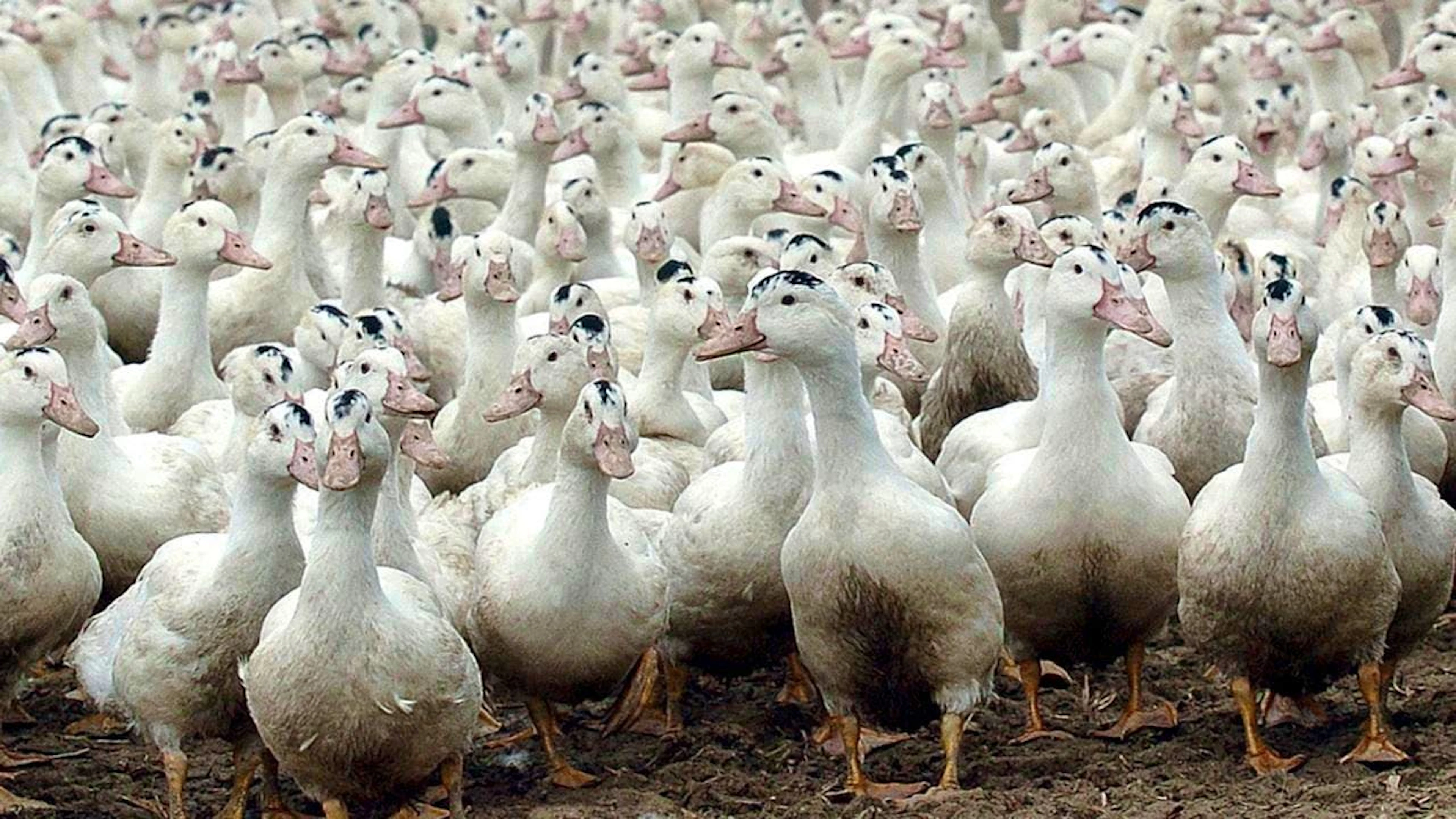 Alcune pratiche dolorose, come l'alimentazione forzata utilizzata per produrre foie gras, andranno riportate esplicitamente. (Immagine d'archivio).