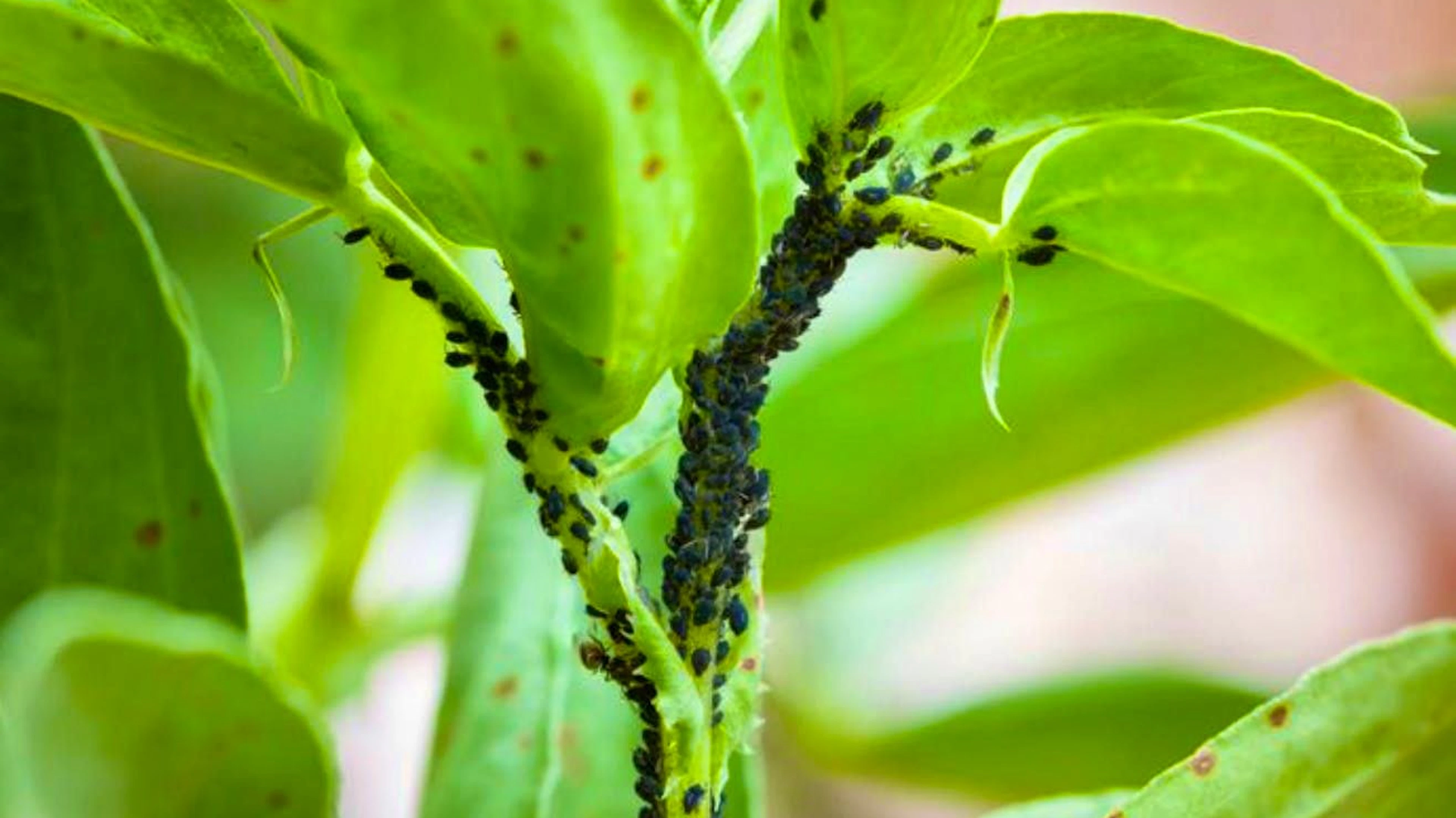 Aphids are around 1 millimeter in size and belong to the plant aphid family.