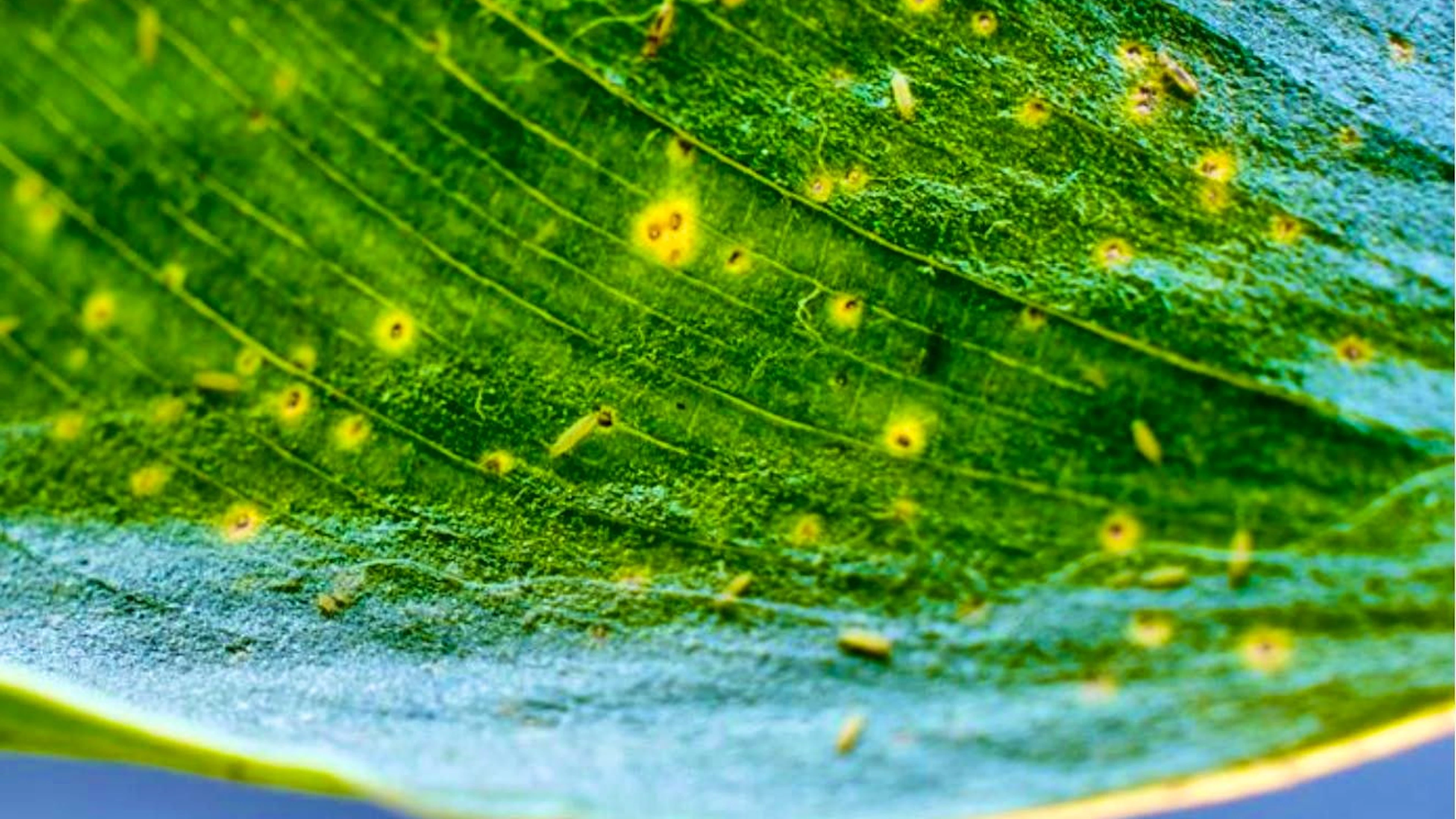 Thrips are particularly prevalent on various houseplants.