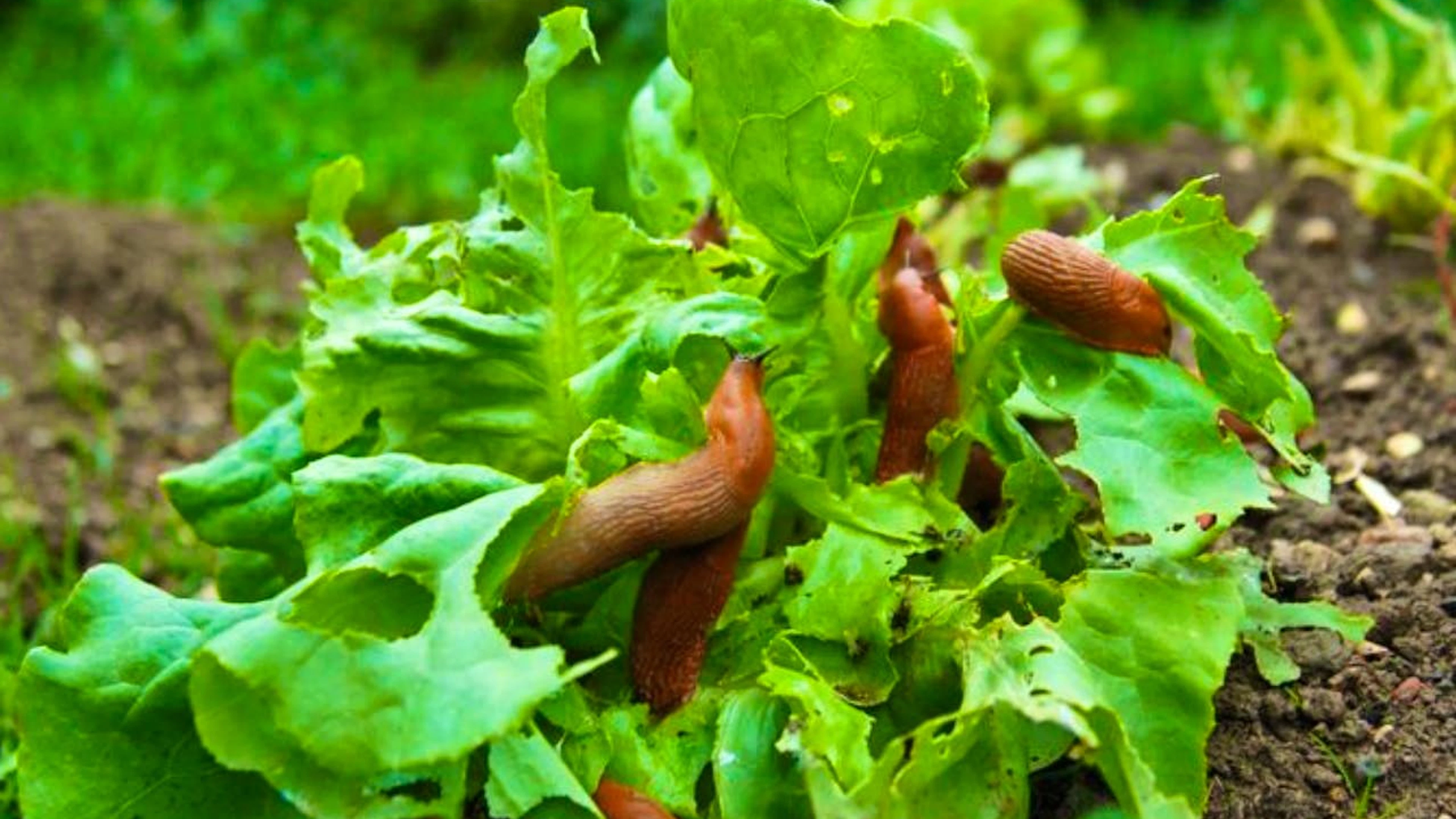 Regular soil cultivation helps to limit the slug plague. If the soil is looser, there are no cavities or coarse clods in which slugs can hide.