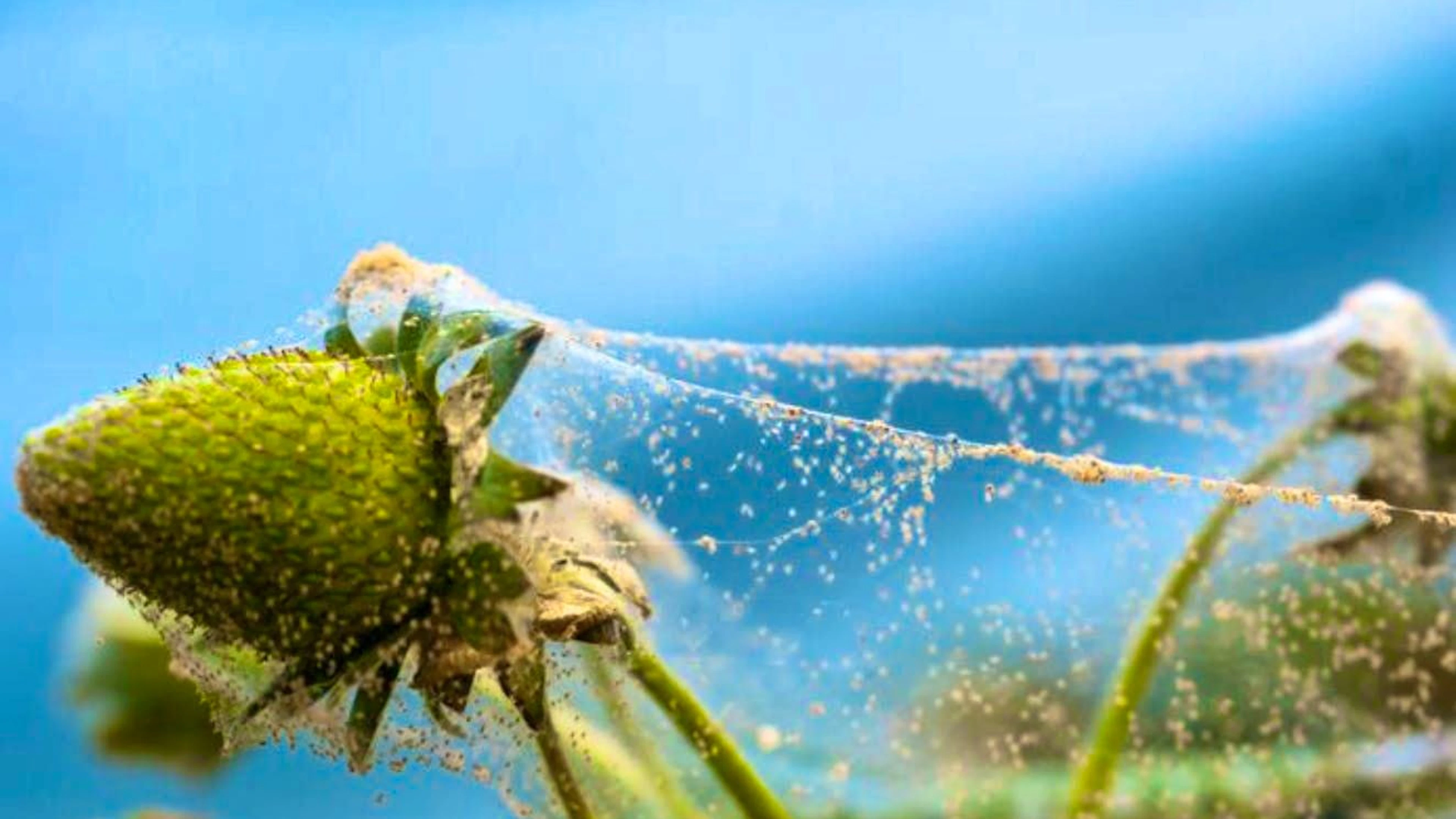 The naked eye is not enough to recognize spider mites. The yellowish to reddish pests are often only between 0.2 and 0.5 mm in size and usually hide on the undersides of the leaves of the plants. An infestation can therefore often only be recognized when the plant appears slightly sickly and its leaves have whitish-yellow speckles.