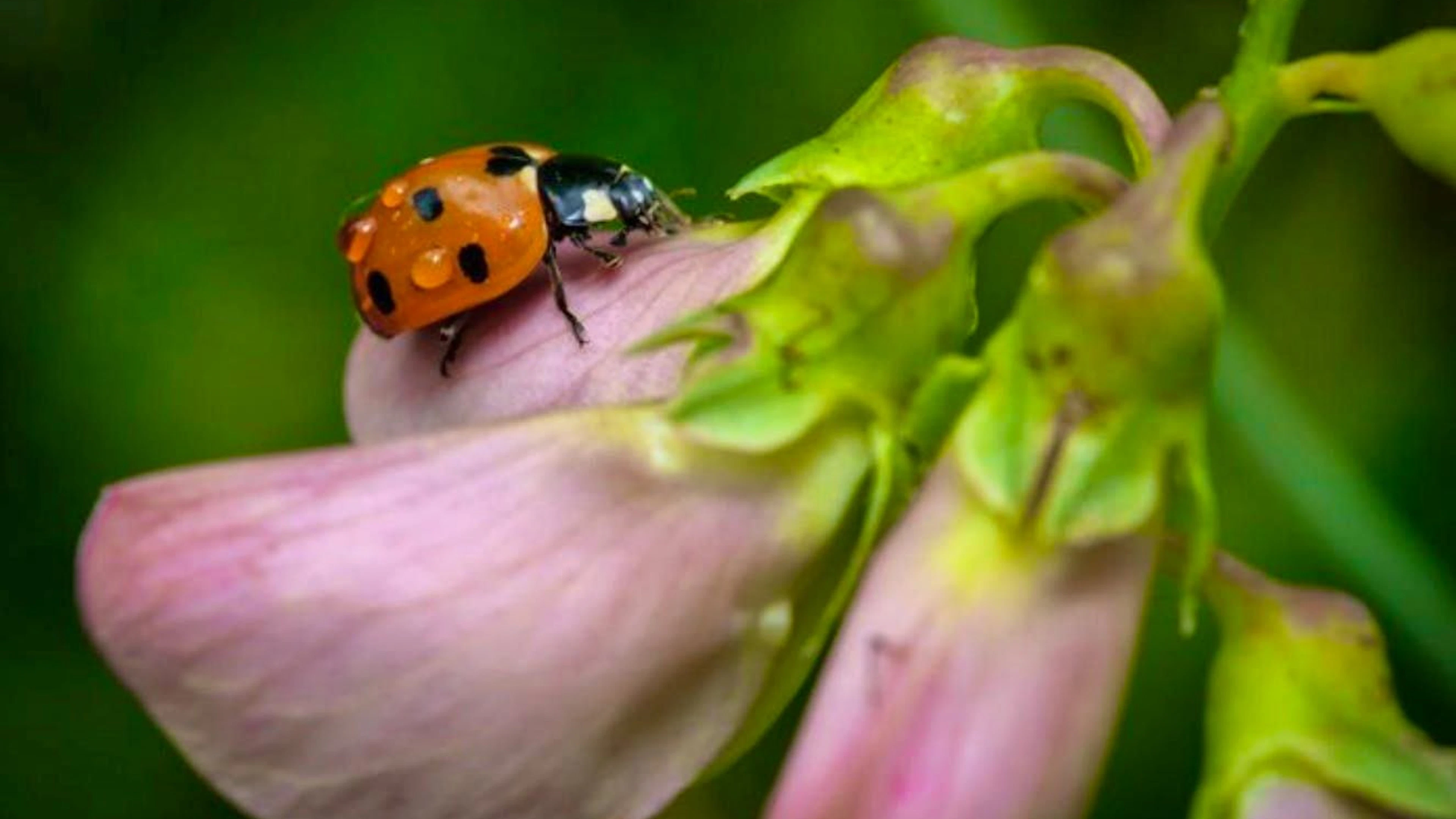 Beautiful garden helpers: ladybugs eat aphids. A single ladybug can eat between 50 and 150 aphids per day.