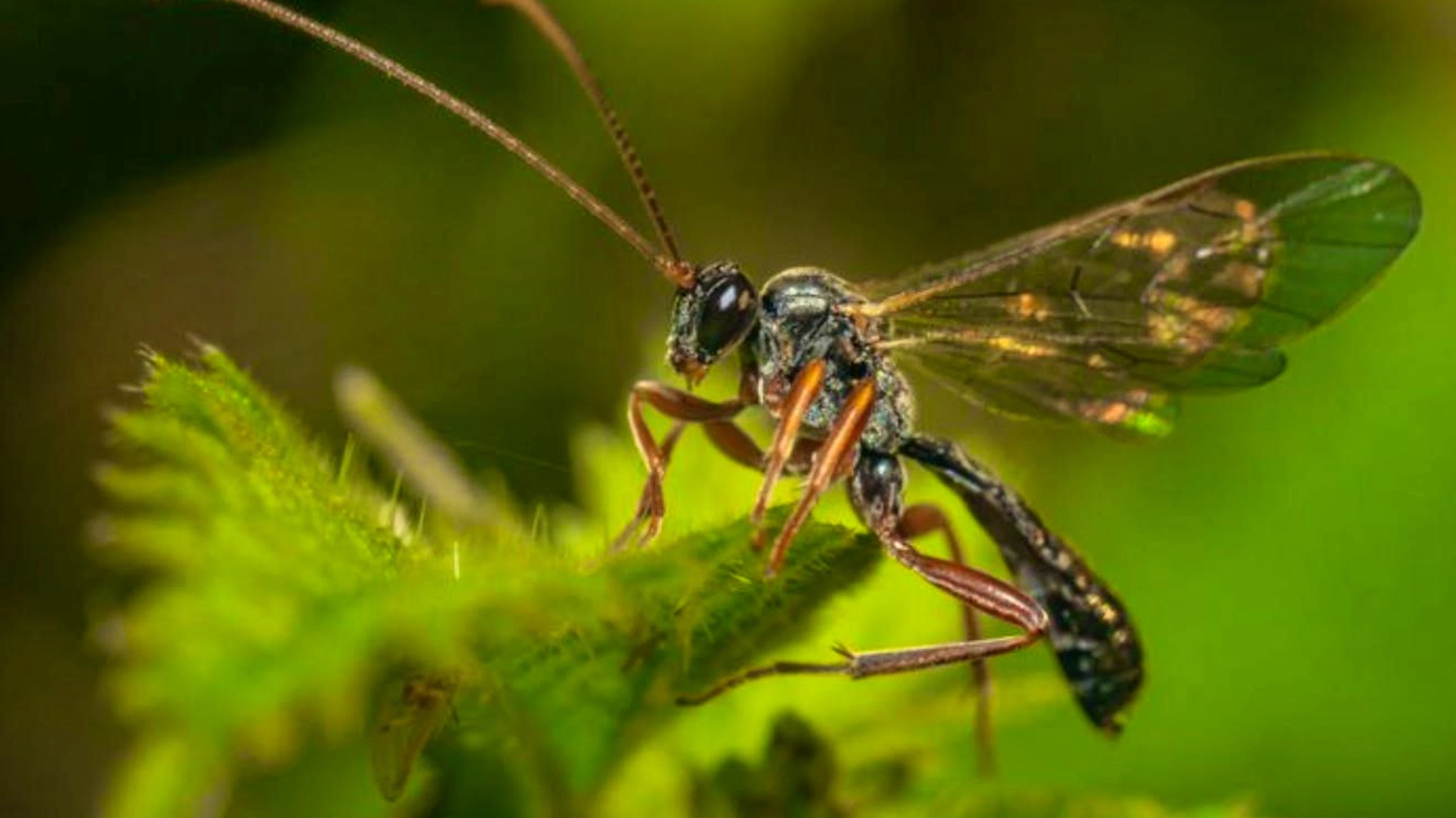 A balanced food supply of nectar, honeydew and pollen is sufficient to attract parasitic wasps to the garden.
