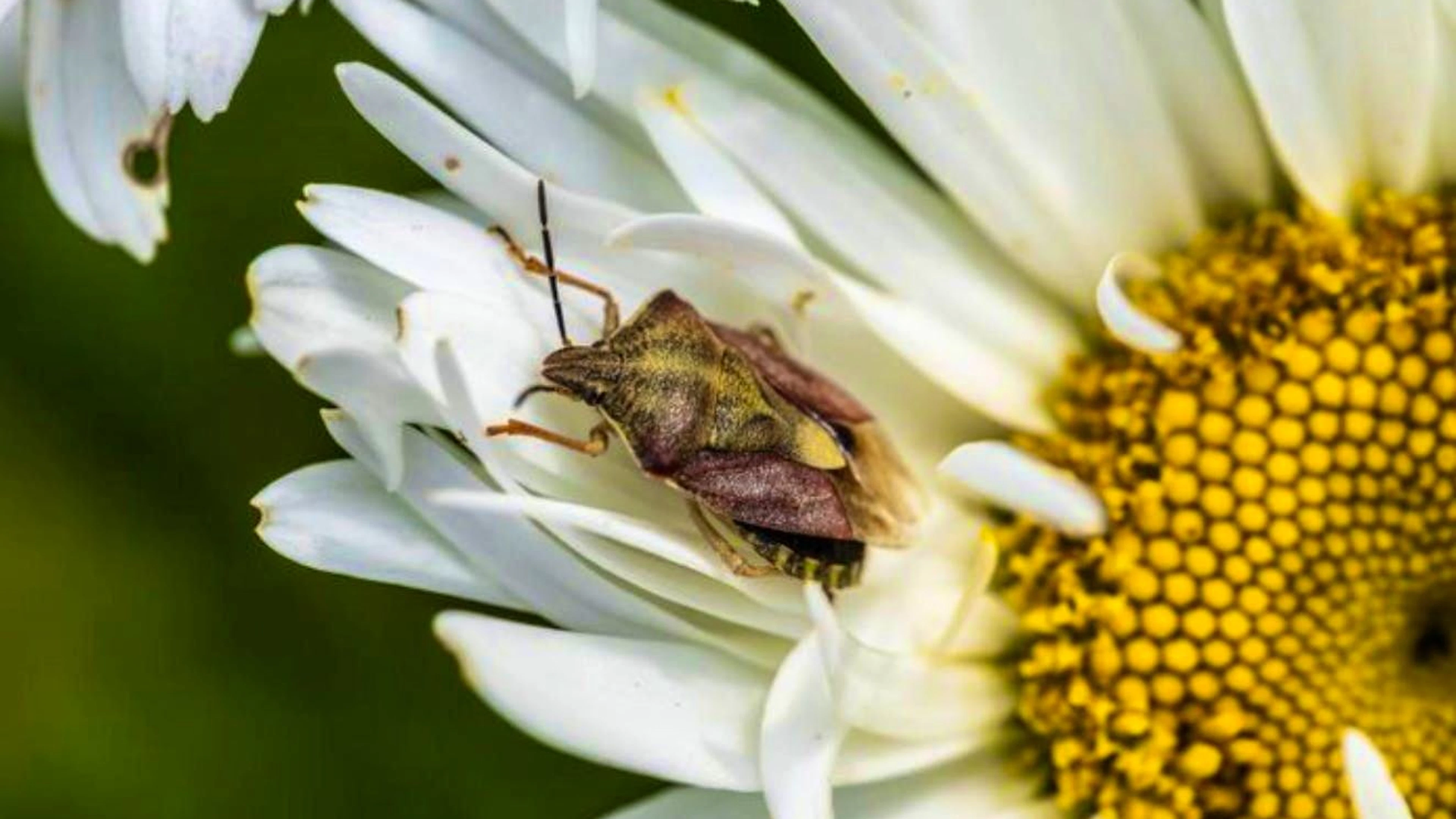 There are around 6000 species of flower bugs worldwide, of which 93 species occur in Europe and 50 species in Central Europe.