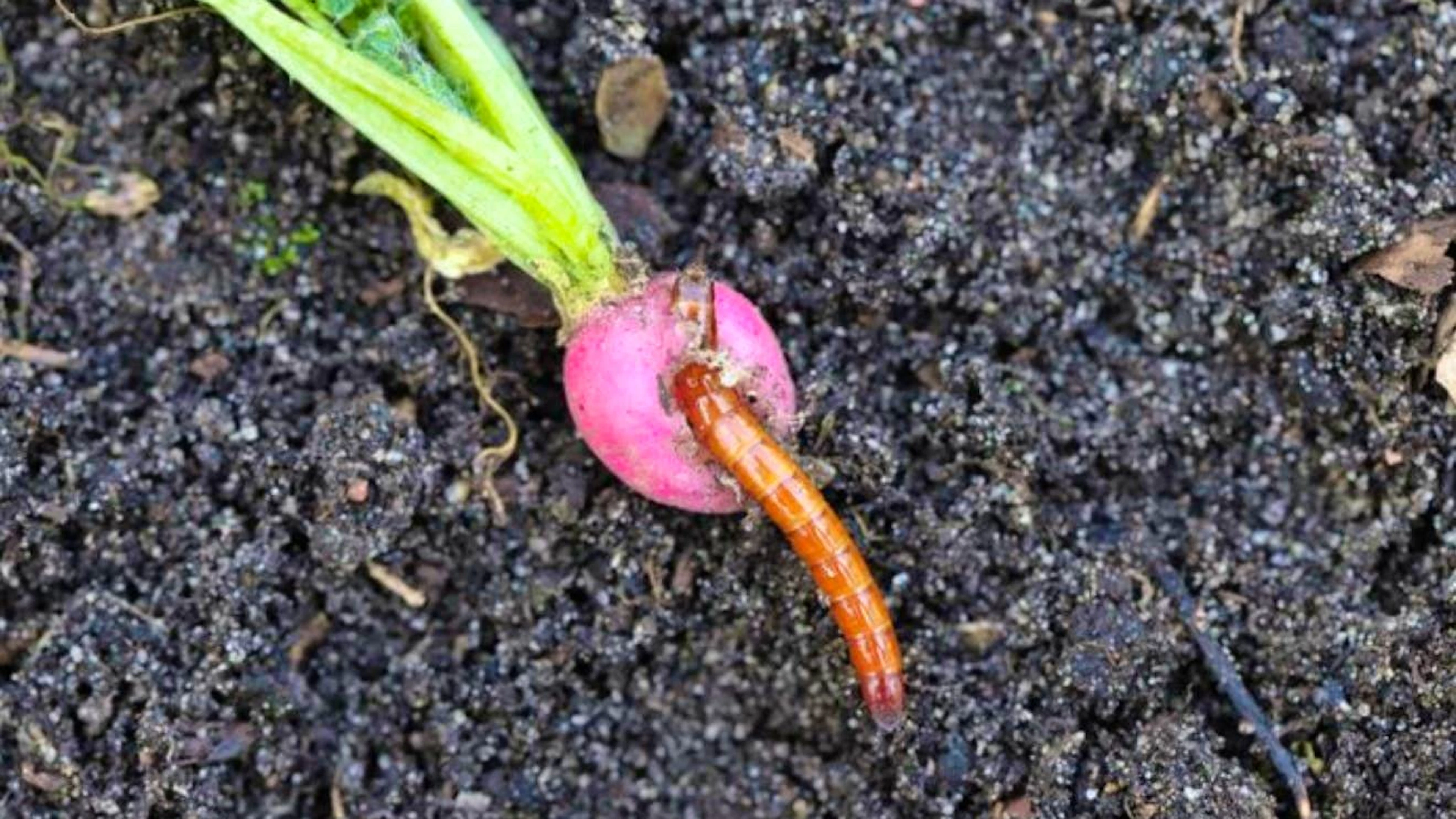 However, wireworms are difficult to control due to their subterranean lifestyle and long lifespan