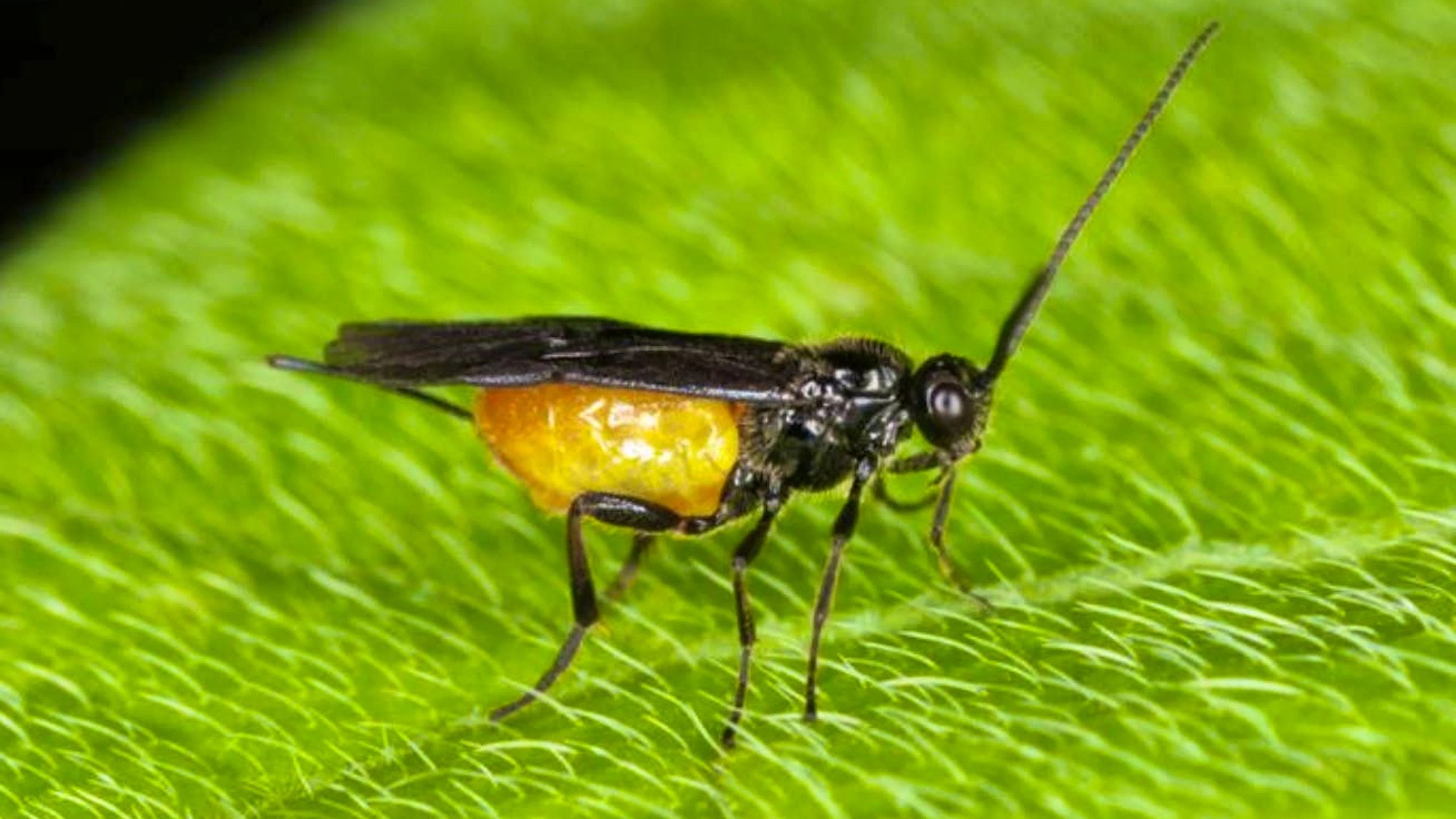 Chalcid wasps specialize in detecting species that develop hidden in the grain or cocoons.