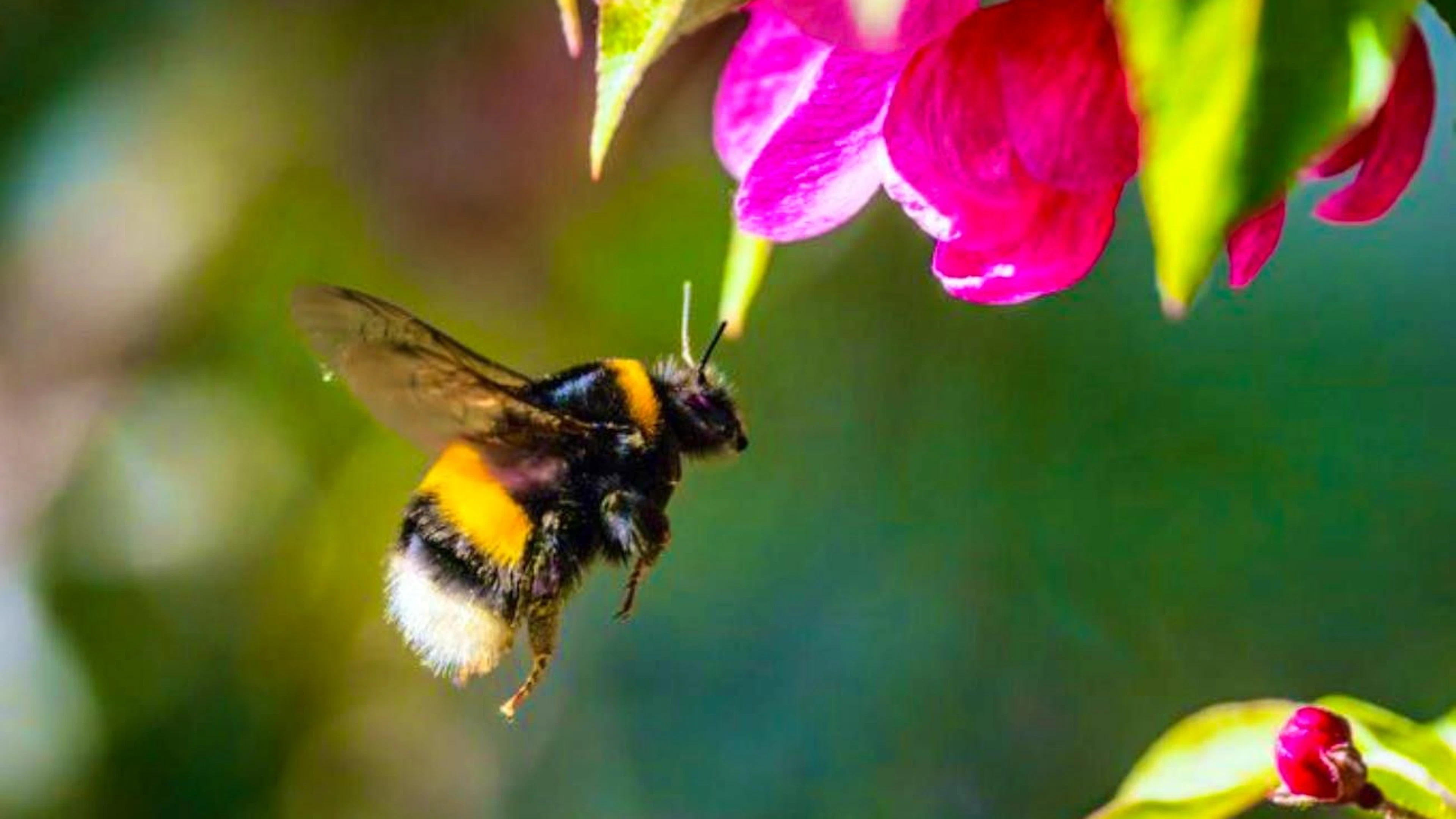 Around 250 species of bumblebee are known worldwide - they are mainly found in the cooler and temperate zones of the northern hemisphere.