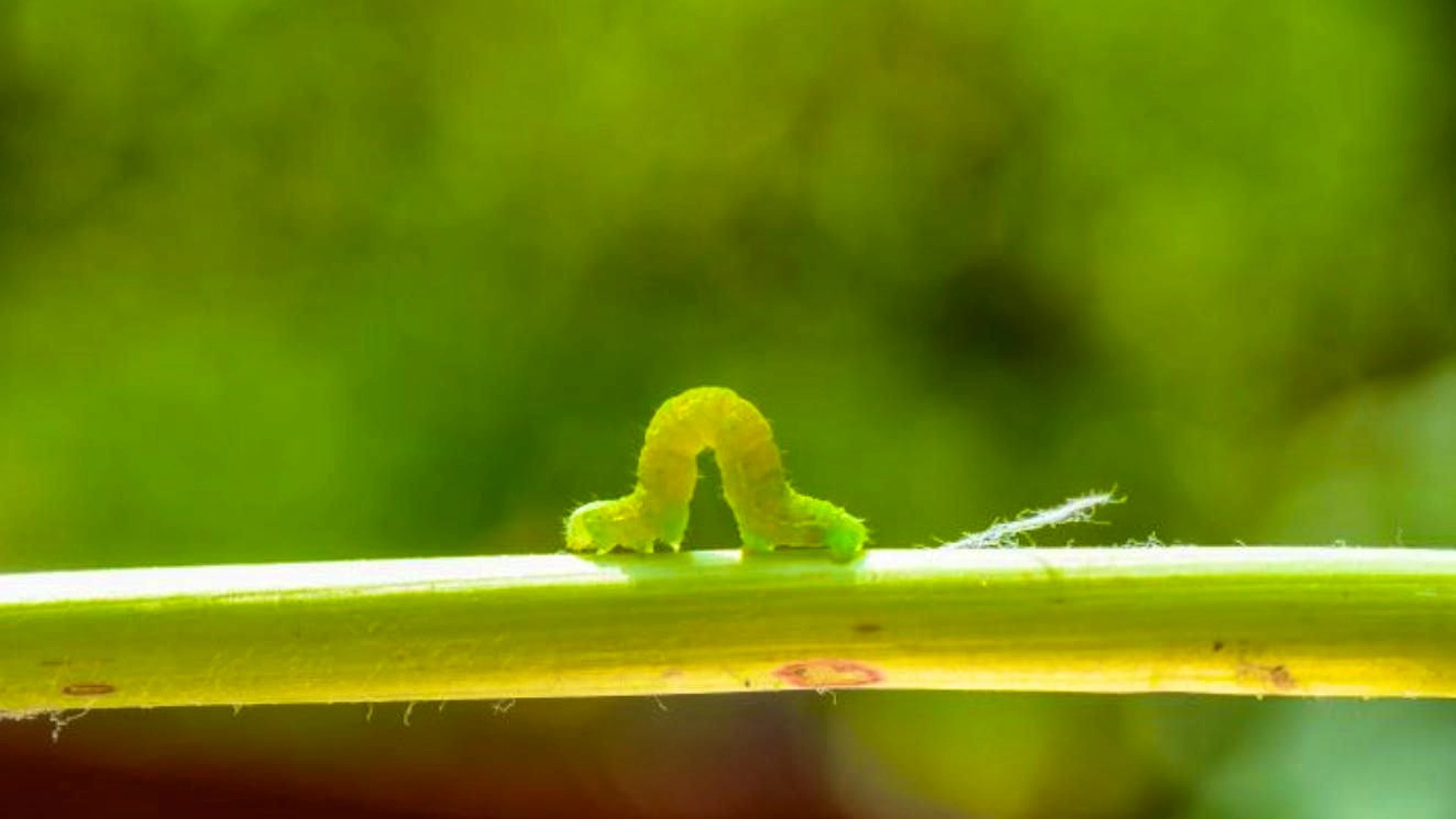 If the plants are only slightly infested, it is sufficient to collect the caterpillars by hand and dispose of them.
