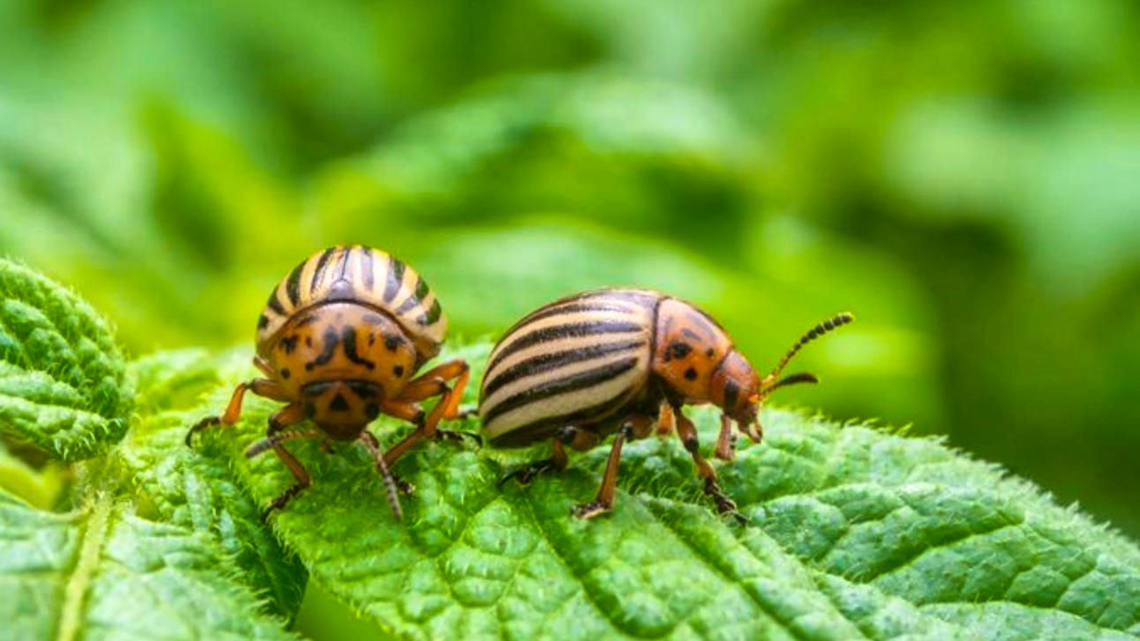Originally from North America, the Colorado potato beetle is a feared pest. It overwinters as a larva in the soil and develops into a beetle in spring.