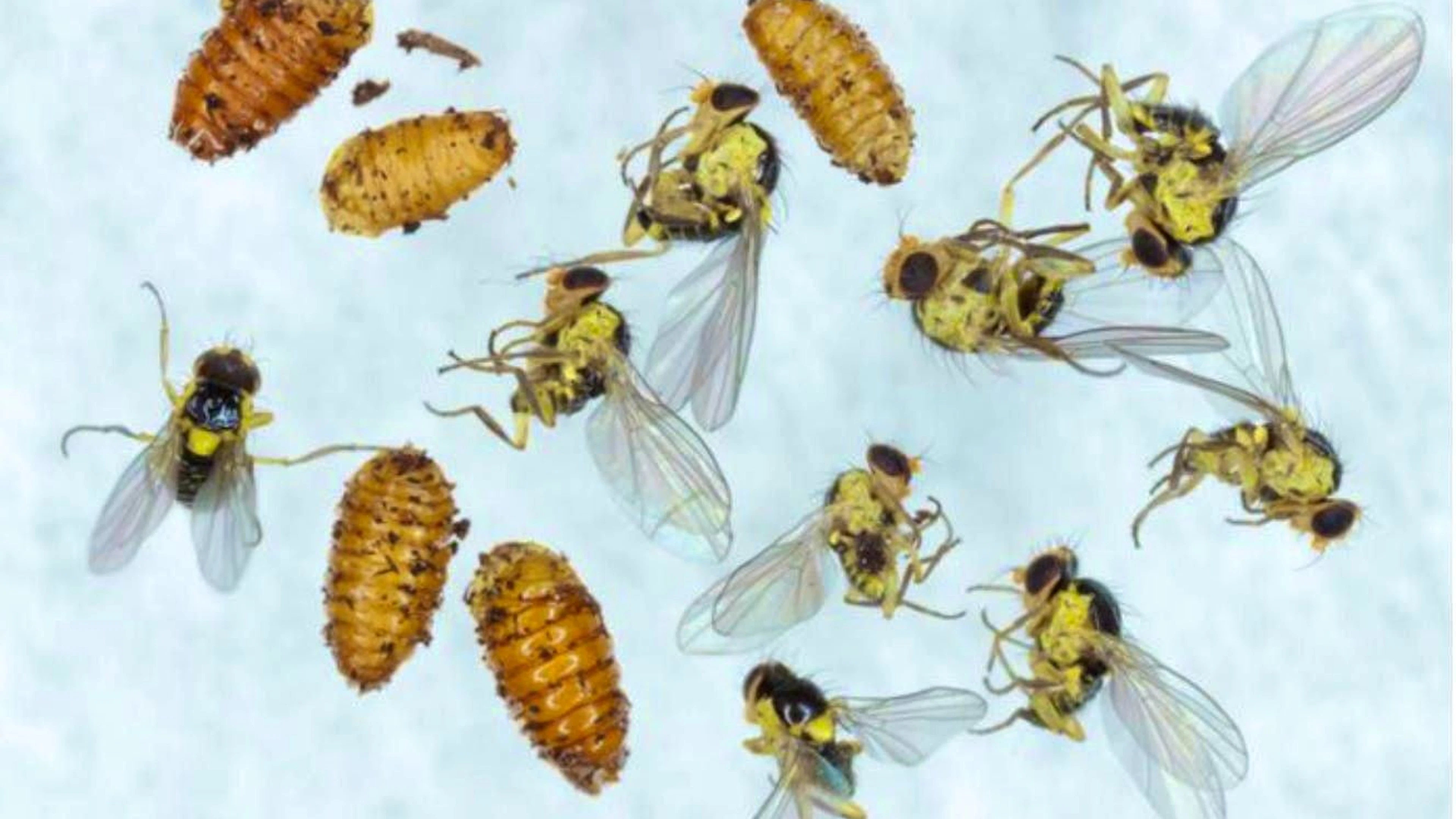 The larvae of leaf miners eat spiral tunnels in the leaves of useful and ornamental plants.