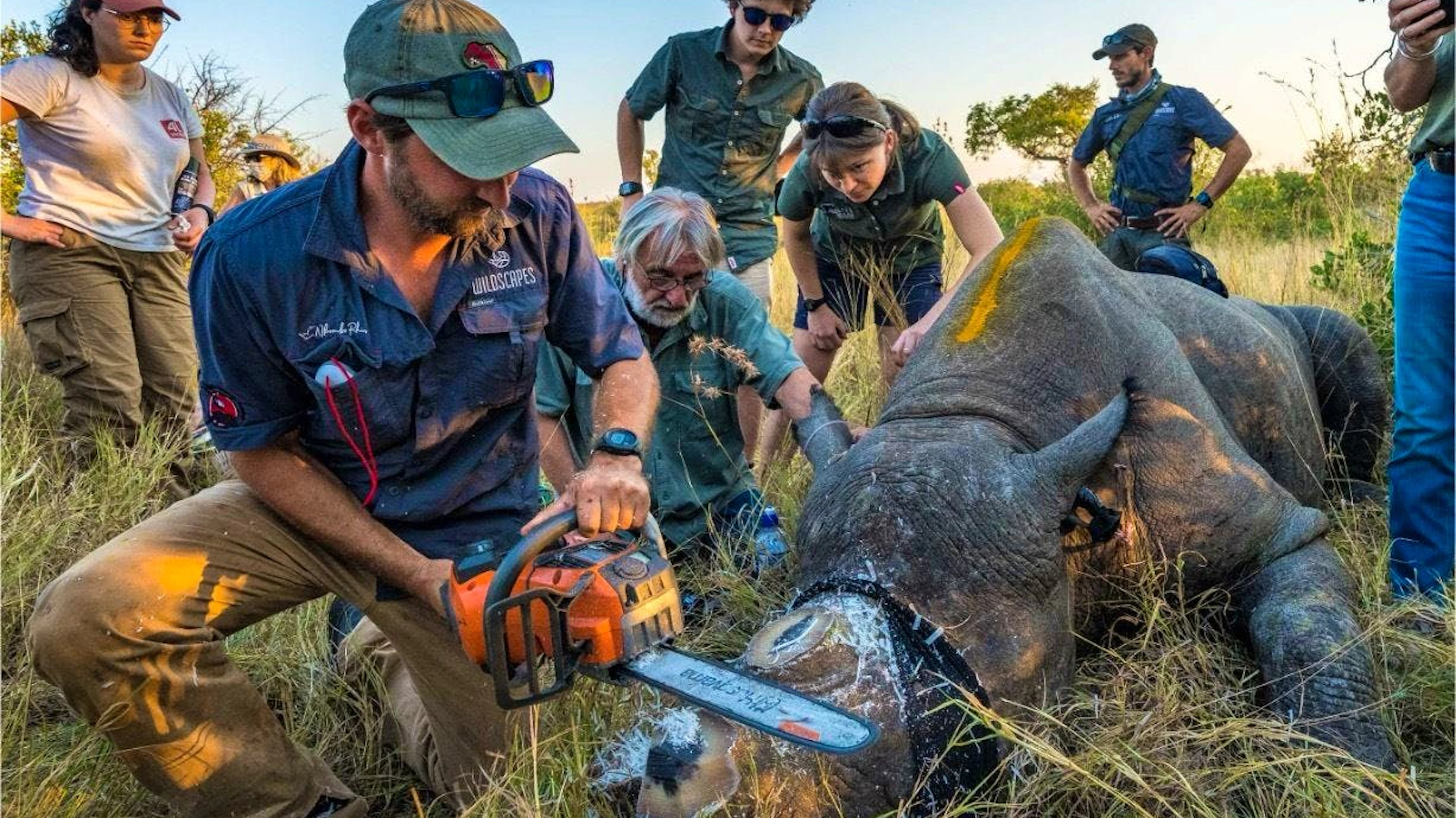 Ein Team von Tierschützern und Wissenschaftlern enthornen ein Nashorn in der Region um den Krüger-Nationalpark in Südafrika. Das Absägen der Hörner soll die Tiere vor Wilderern schützen.