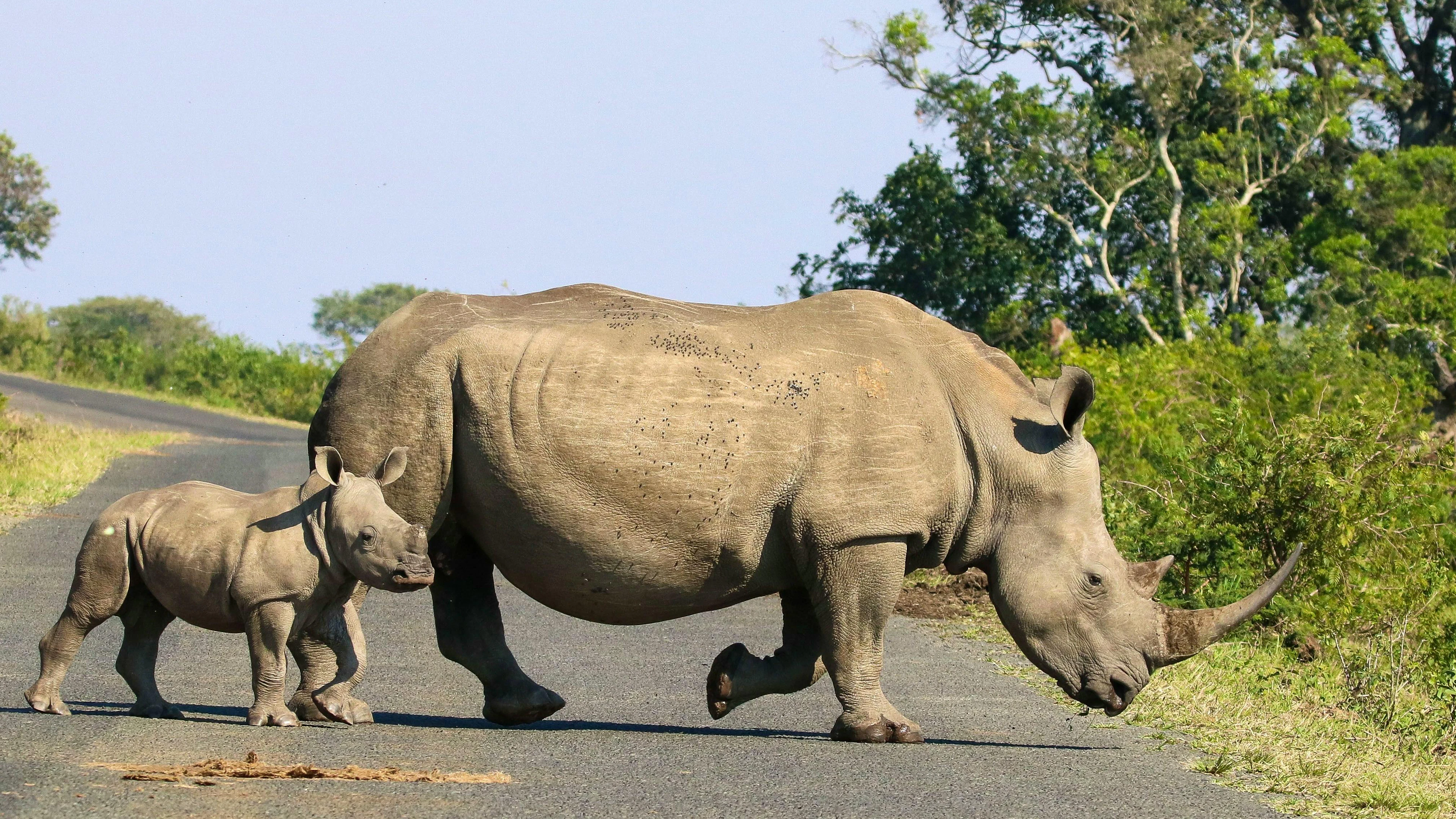 Ein noch nicht enthorntes Breitmaul-Nashorn mit Kalb in der Region um den Krüger-Nationalpark in Südafrika. Die Enthornung von Nashörnern führt zu einem drastischen Rückgang der Wilderei.