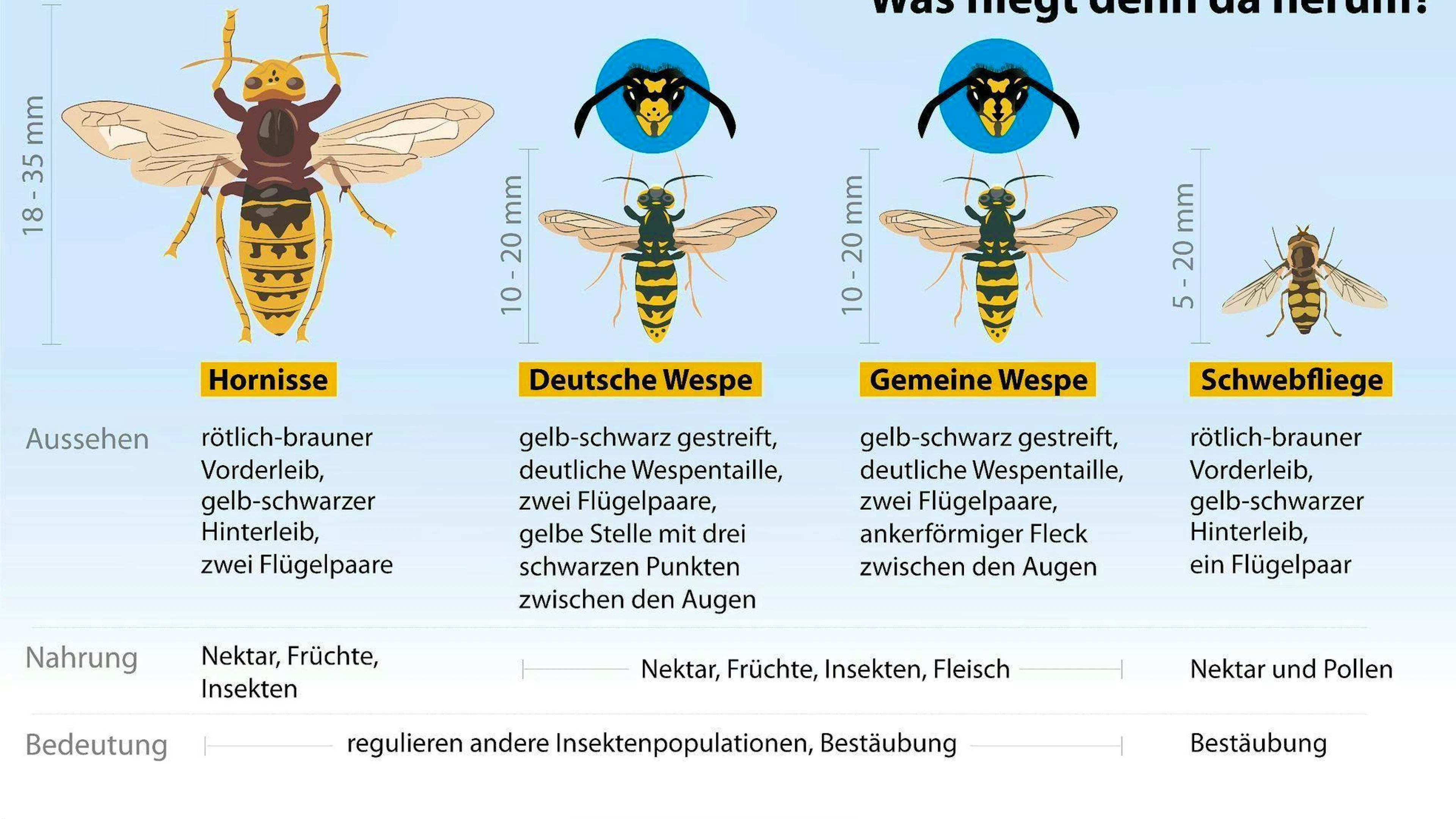 This is how the various wasp species that we most frequently notice - and the hoverflies that are similar to them - differ.
