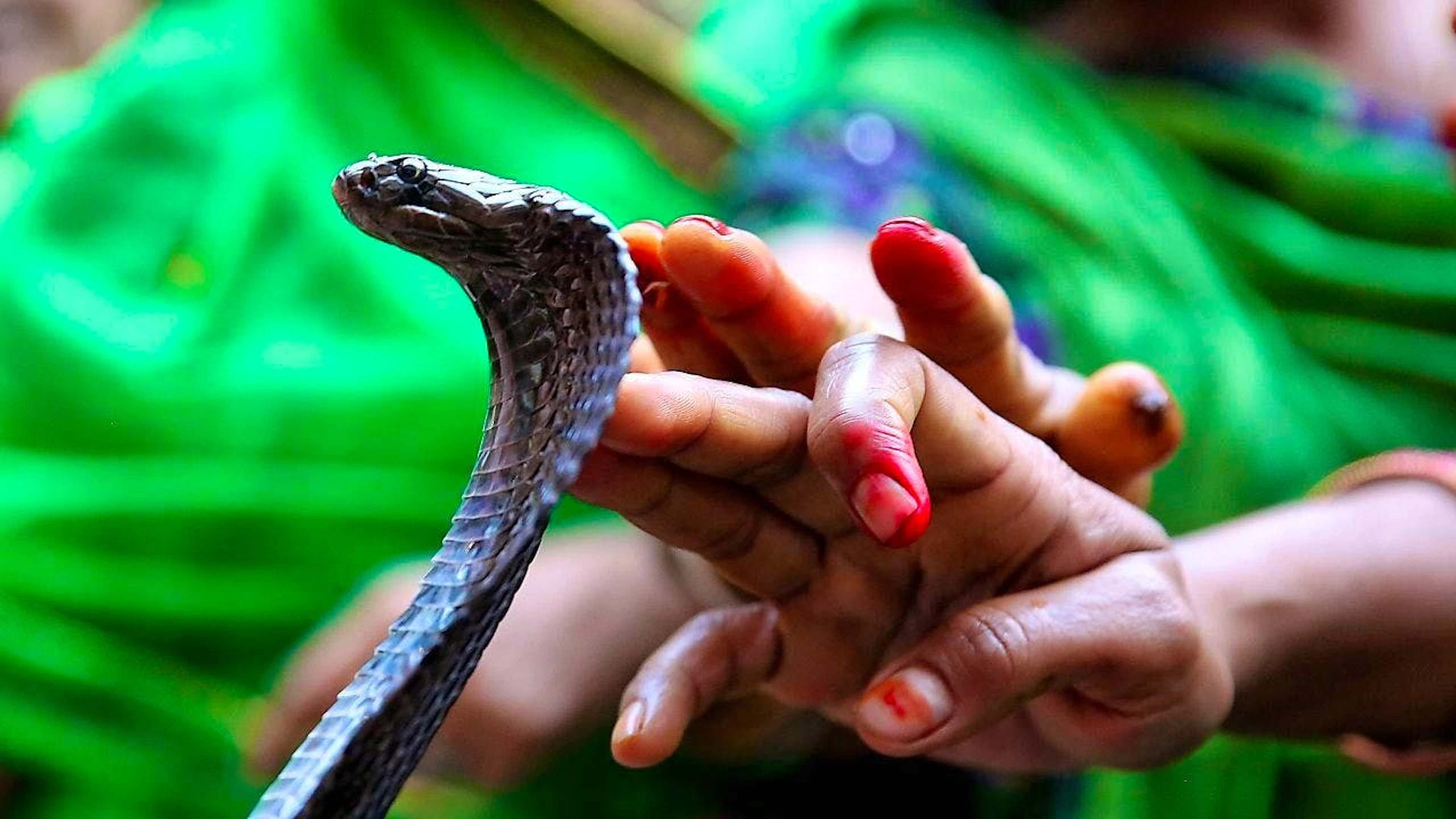 Gli attuali antiveleni funzionano solo per uno o pochi dei 600 serpenti velenosi conosciuti (immagine d'illustrazione).