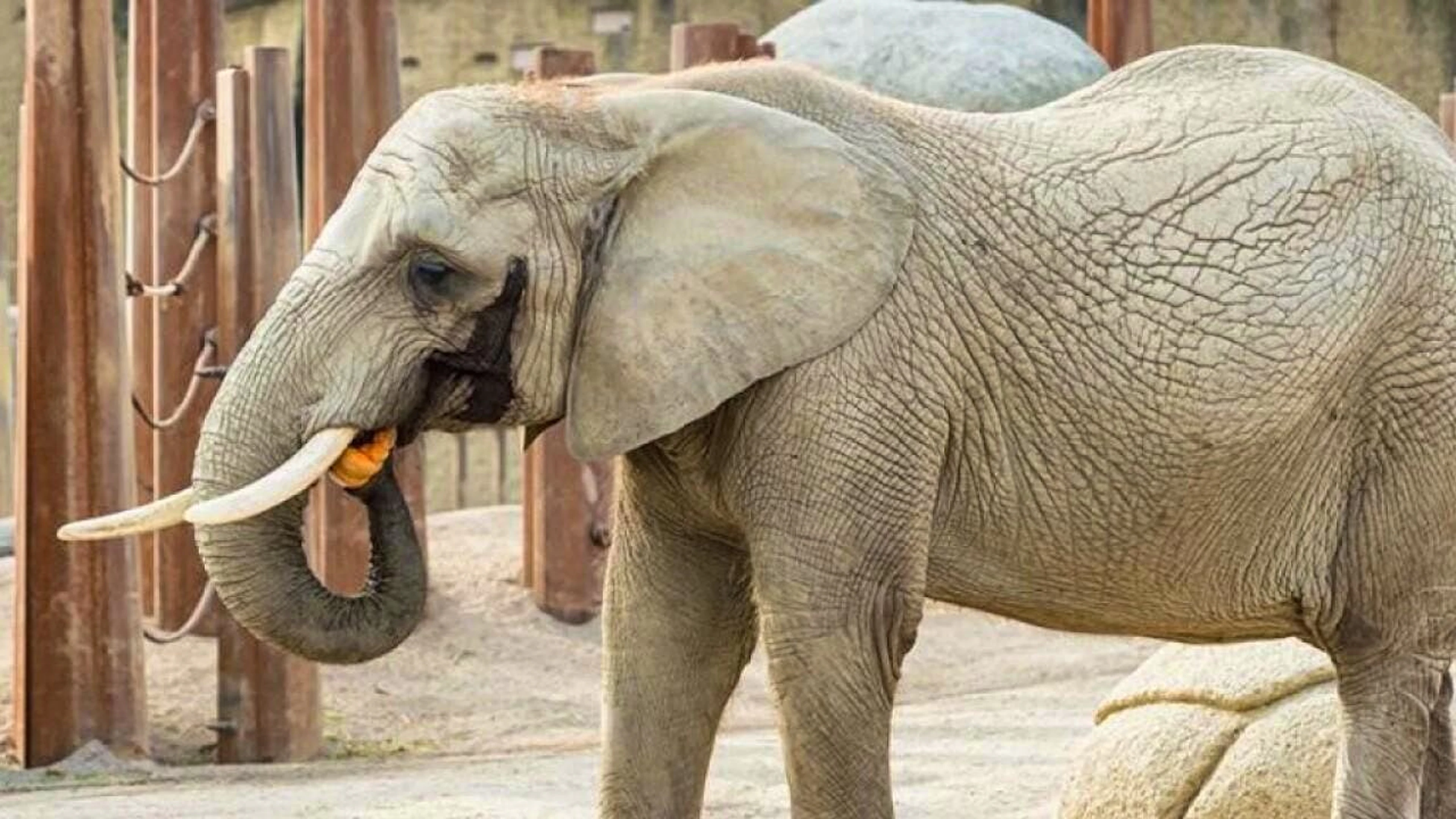 L'éléphante Heri avait environ 49 ans. Elle a dû être euthanasiée mercredi au zoo de Bâle.