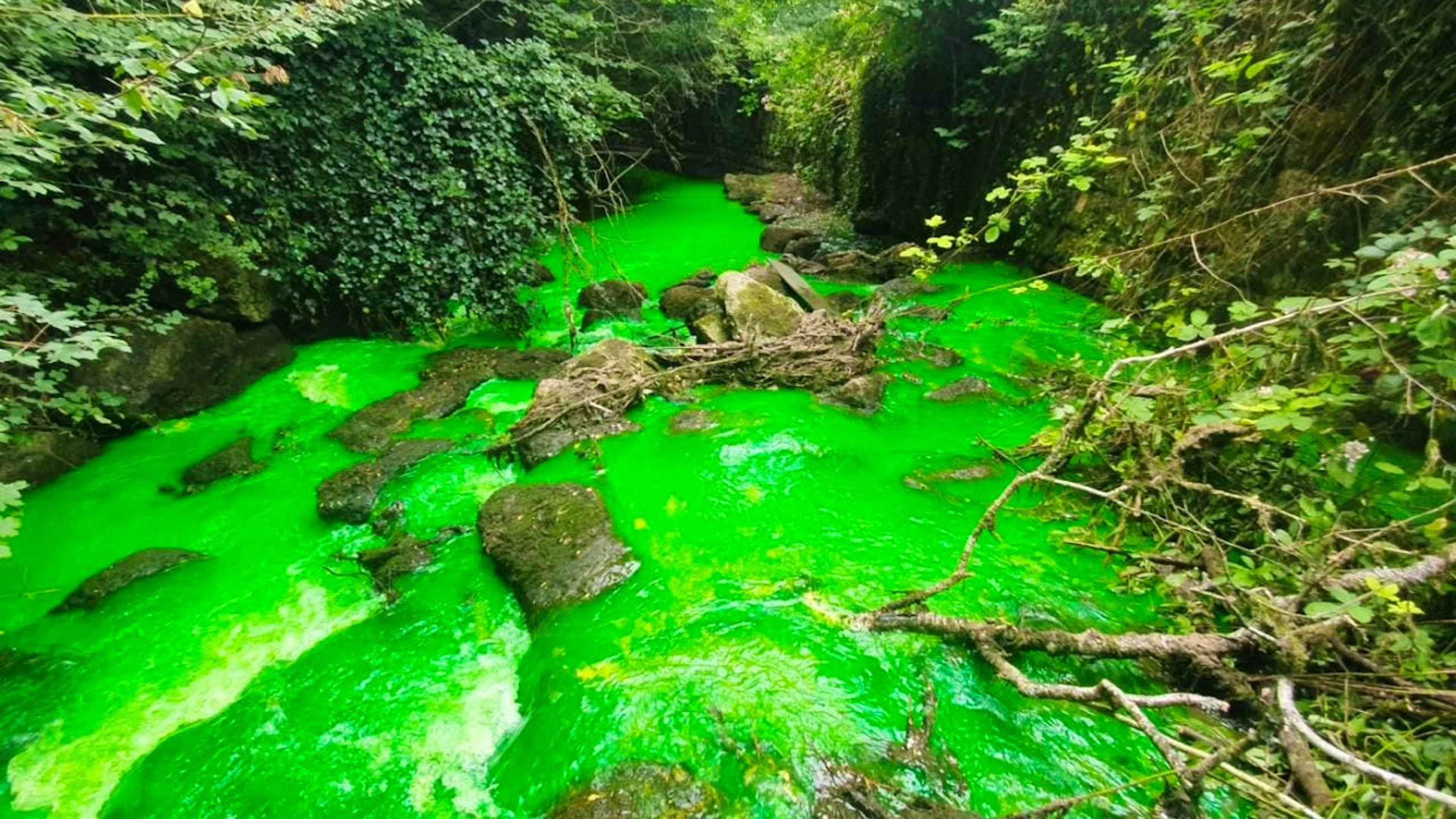 Le Nant d'Avril à Satigny (GE) a été coloré en vert fluo afin d'alerter la population sur les risques de pollution.