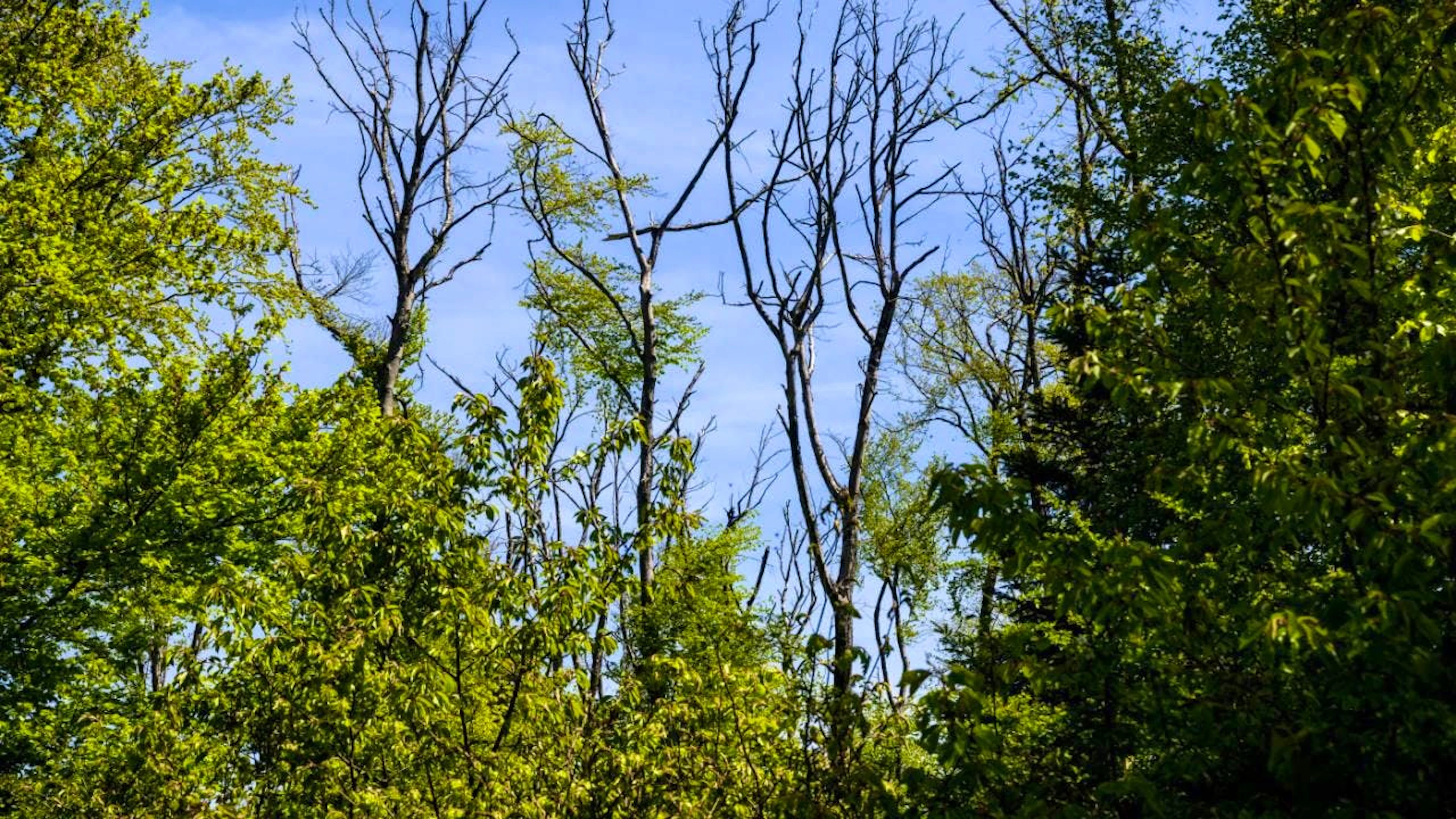 Un arbre victime du changement climatique, notamment de la sécheresse et du manque d'eau dans une forêt jurassienne. (Image d'illustration)
