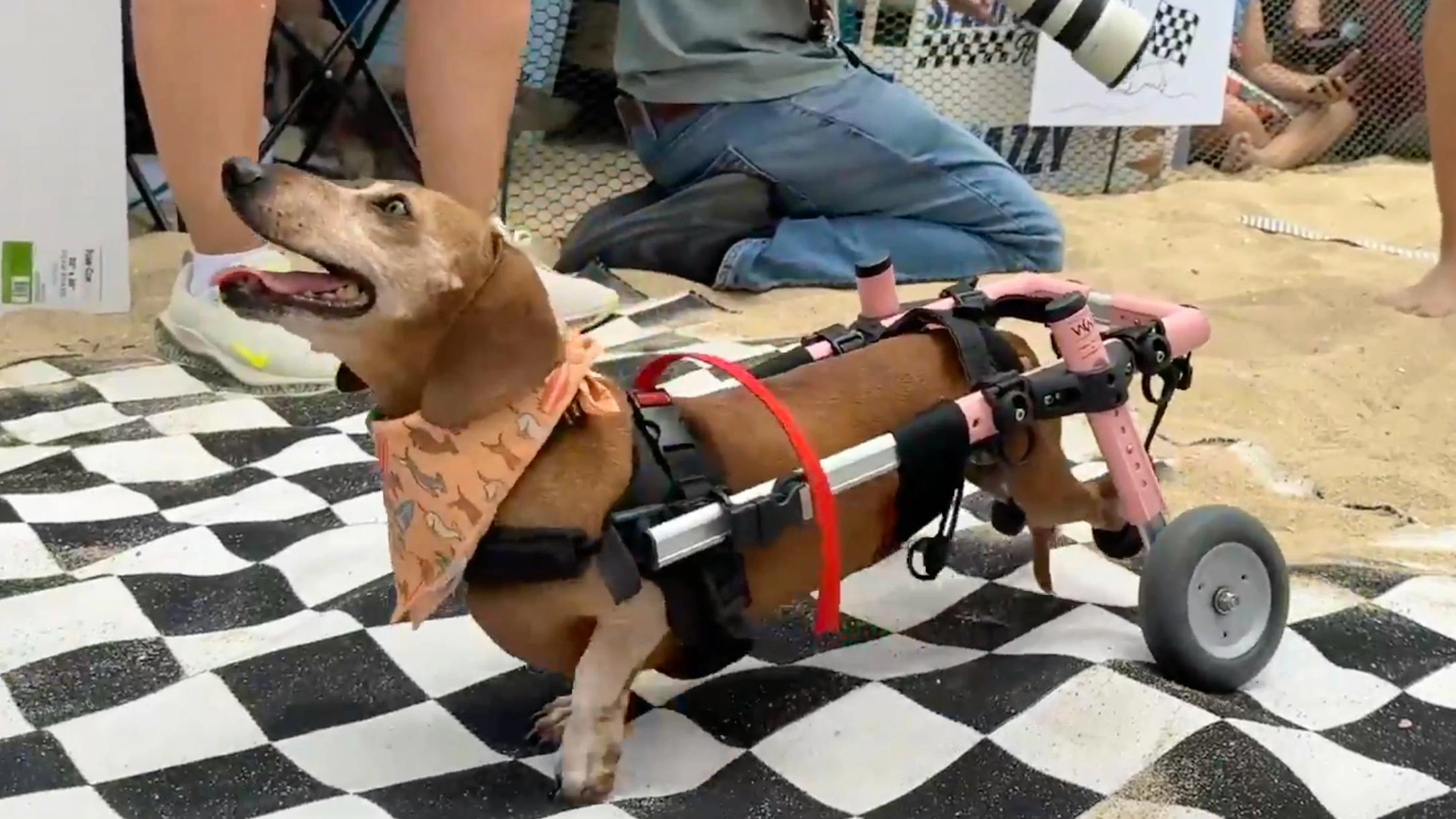 Auf die Plätze, fertig, Dackel – Simone am grössten Hunde-Derby der USA