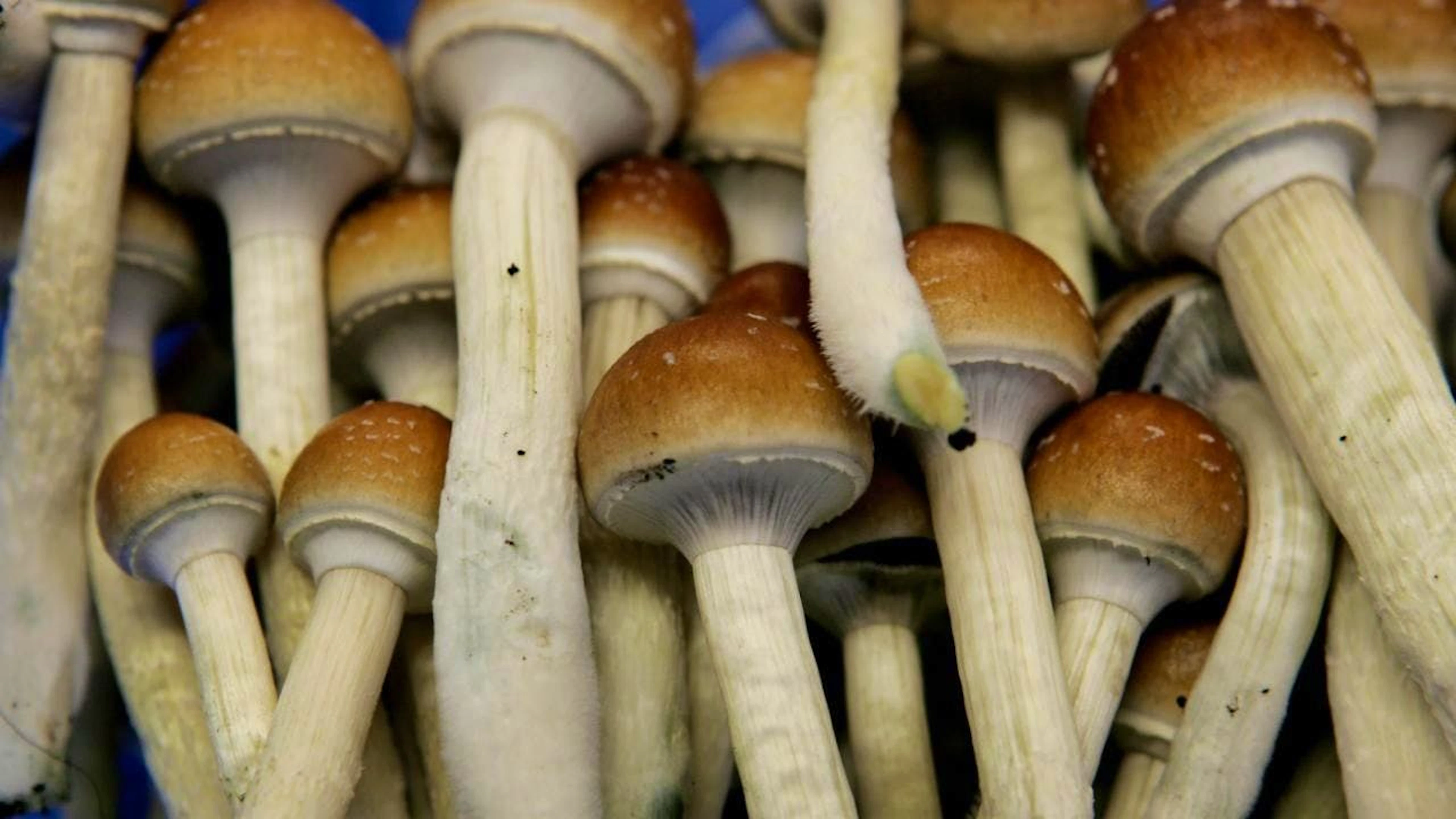 Un psychiatre "très expérimenté" a été autorisé à prescrire de la psilocybine à des patients souffrant de dépression qui résiste au traitement (archives).