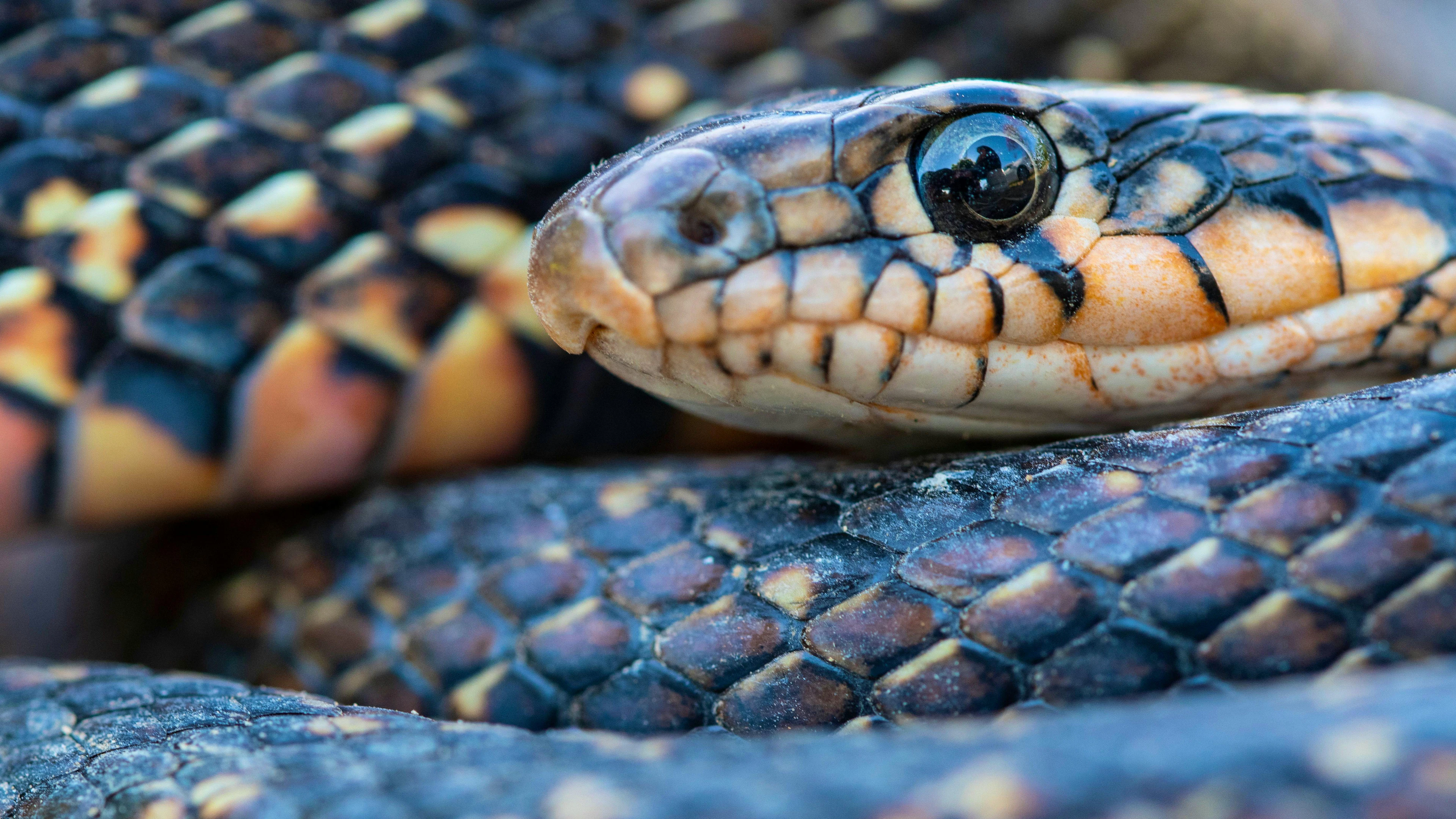 Il colubro ferro di cavallo (<em>Hemorrhois hippocrepis</em>) è una specie originaria del Nord Africa e della Penisola Iberica, introdotta accidentalmente a Ibiza, è una minaccia per l'isola.