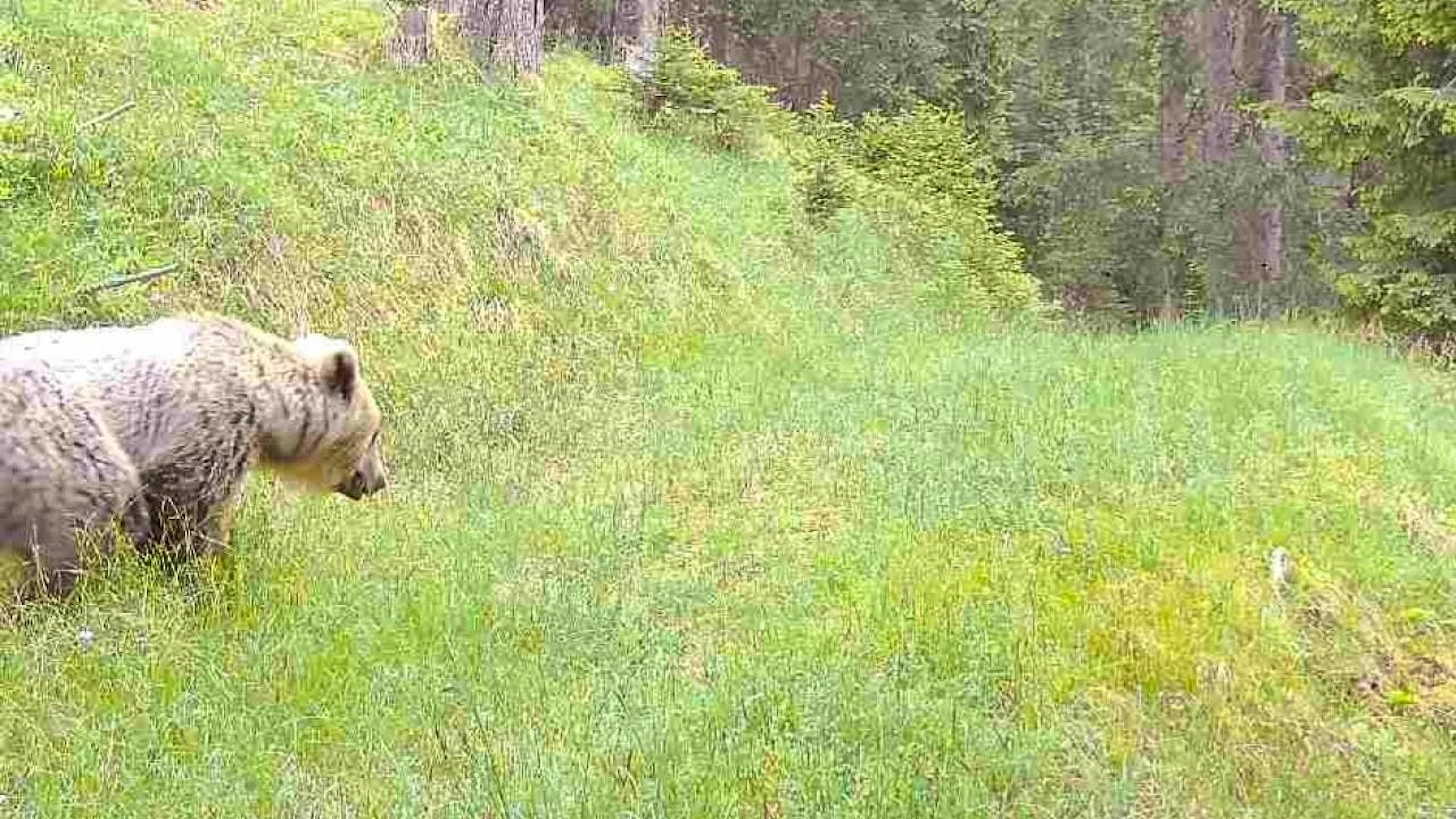 Un orso fotografato da una fototrappola il 10 giugno di quest'anno a Bergün nei Grigioni centrali.