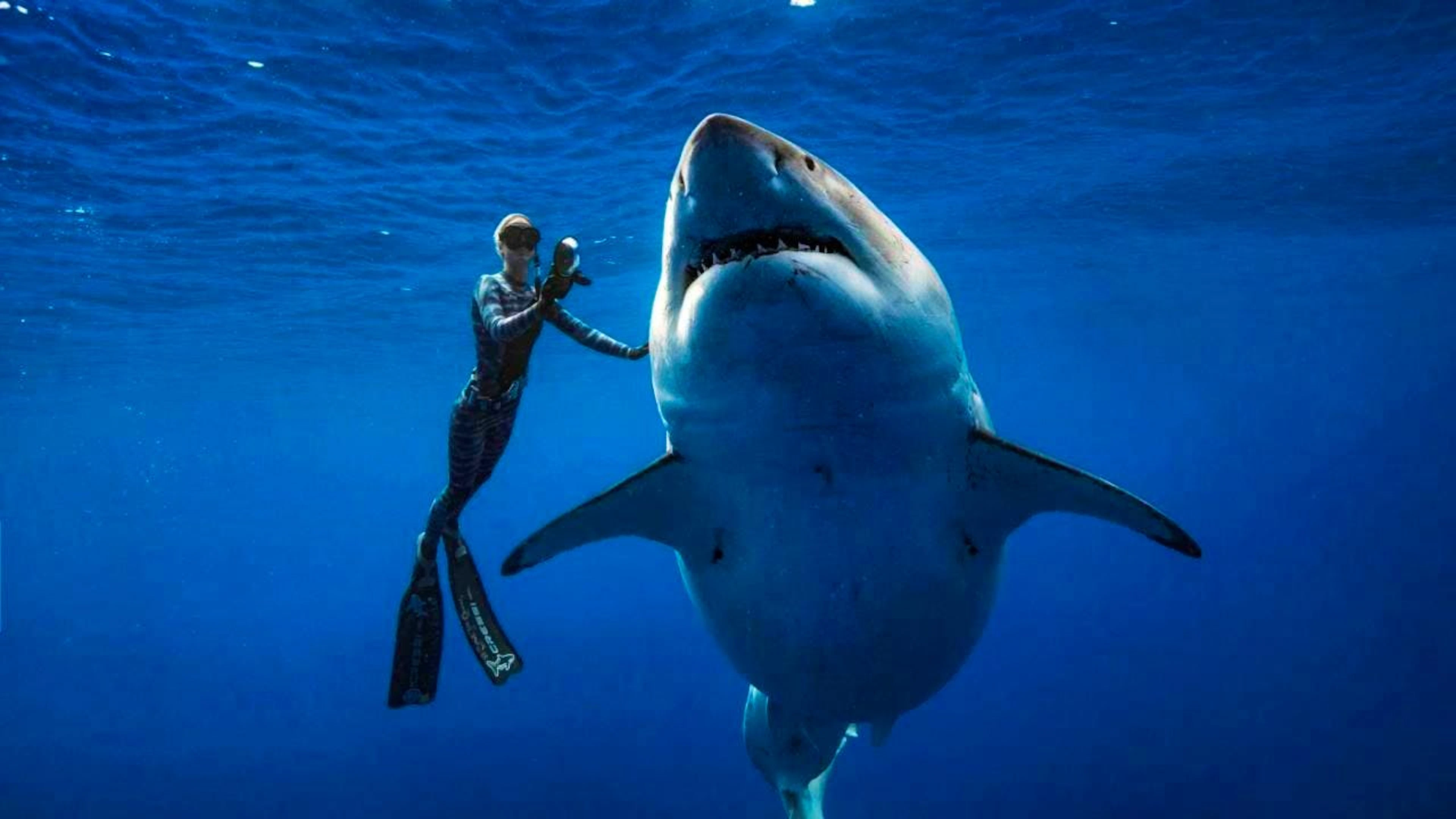 dpatopbilder - ARCHIV - A great white shark off Oahu next to a shark researcher. Photo: Juan Oliphant/Juan Oliphant via AP/dpa/Archive image