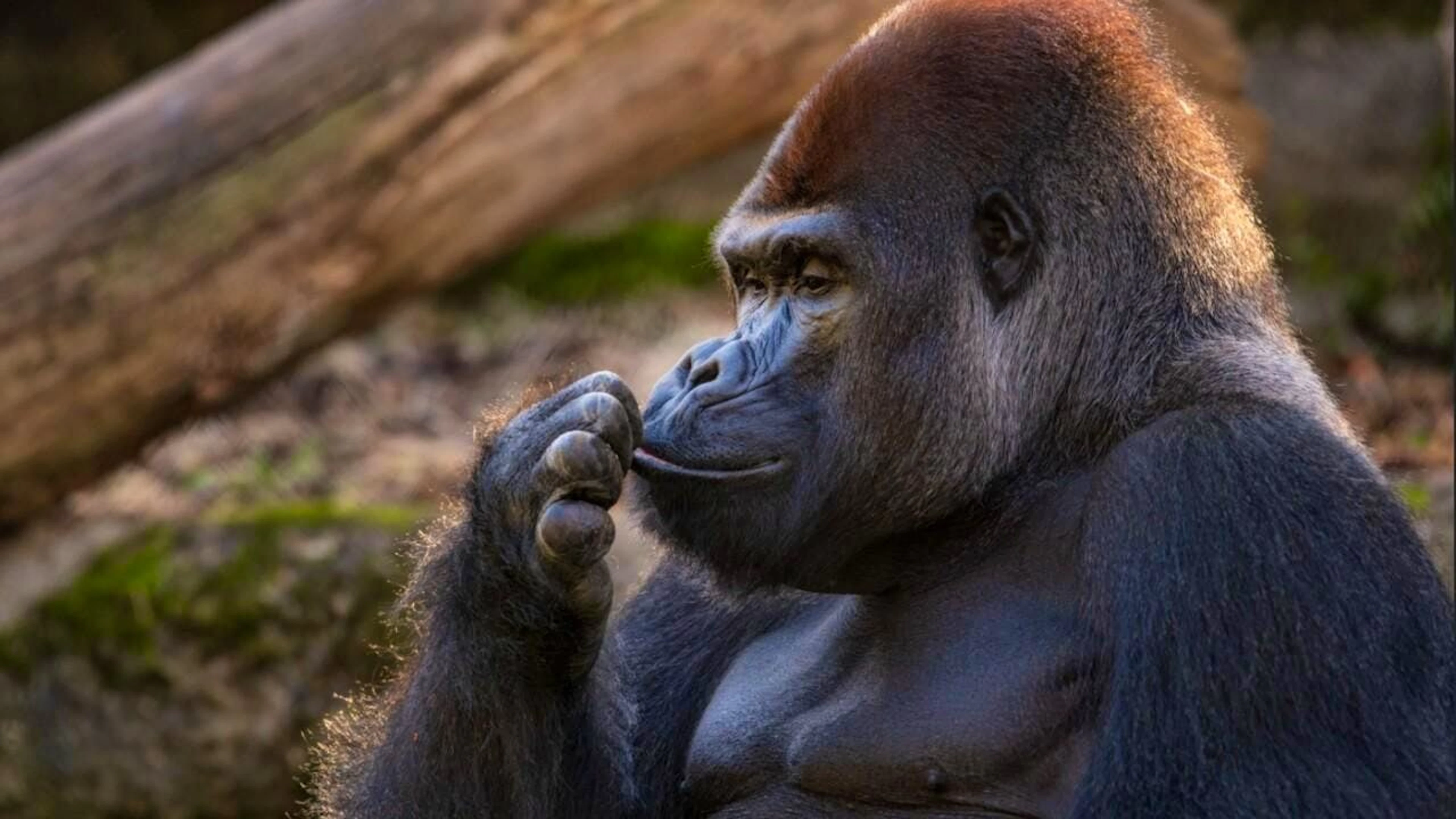 Le mâle dominant M'Tongé est décédé à l'âge de 26 ans. Il a dû être euthanasié vendredi matin, plus d'un an après le diagnostic d'une infection par un parasite.