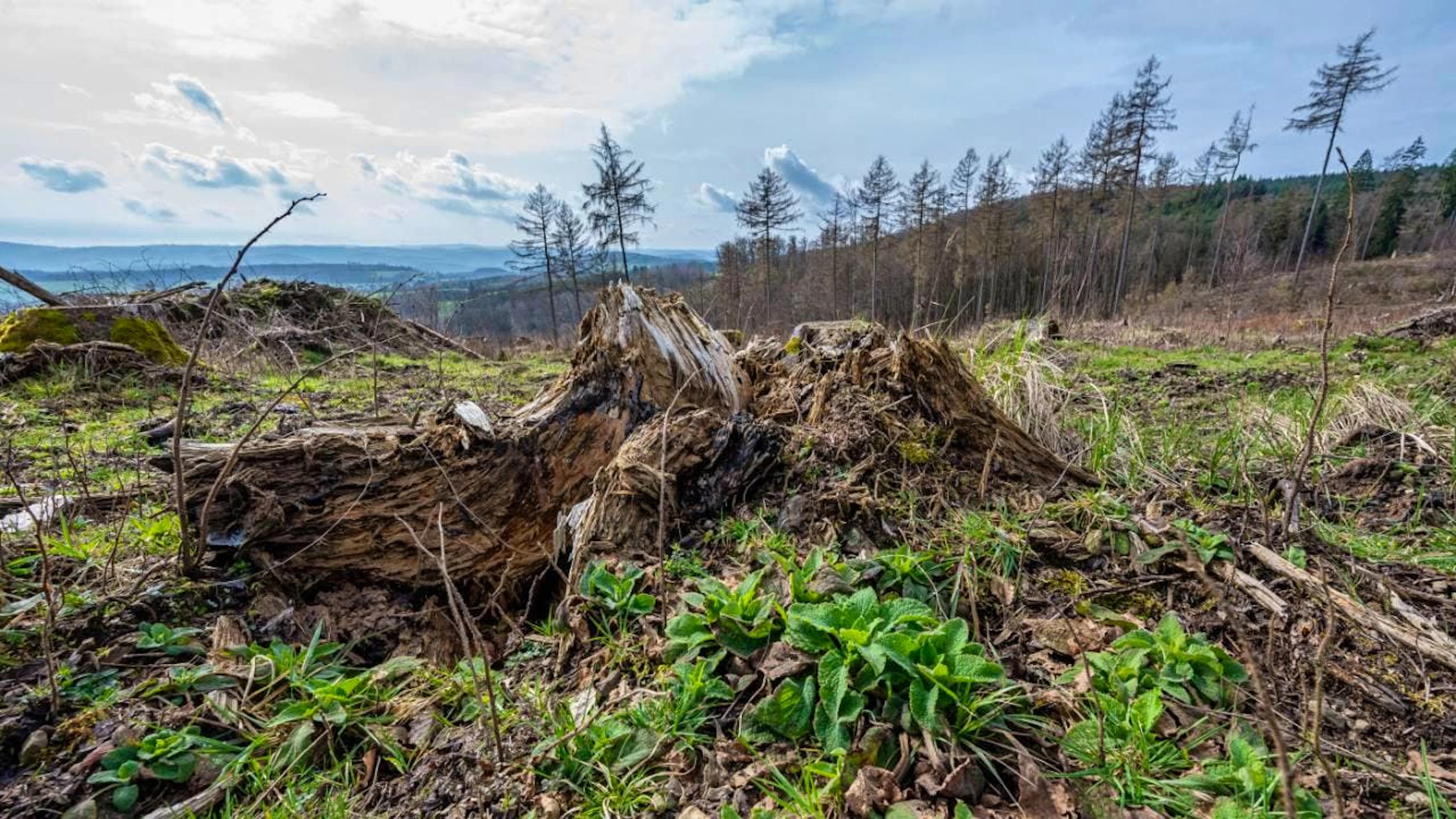 In Berlin hat ein Sturm etliche Bäume entwurzelt. Der Klimawandel ist nicht nur verantwortlich für zunehmende häufigere Unwetter - sondern verschärft das Problem gleich in doppelter Hinsicht. (Archivbild)