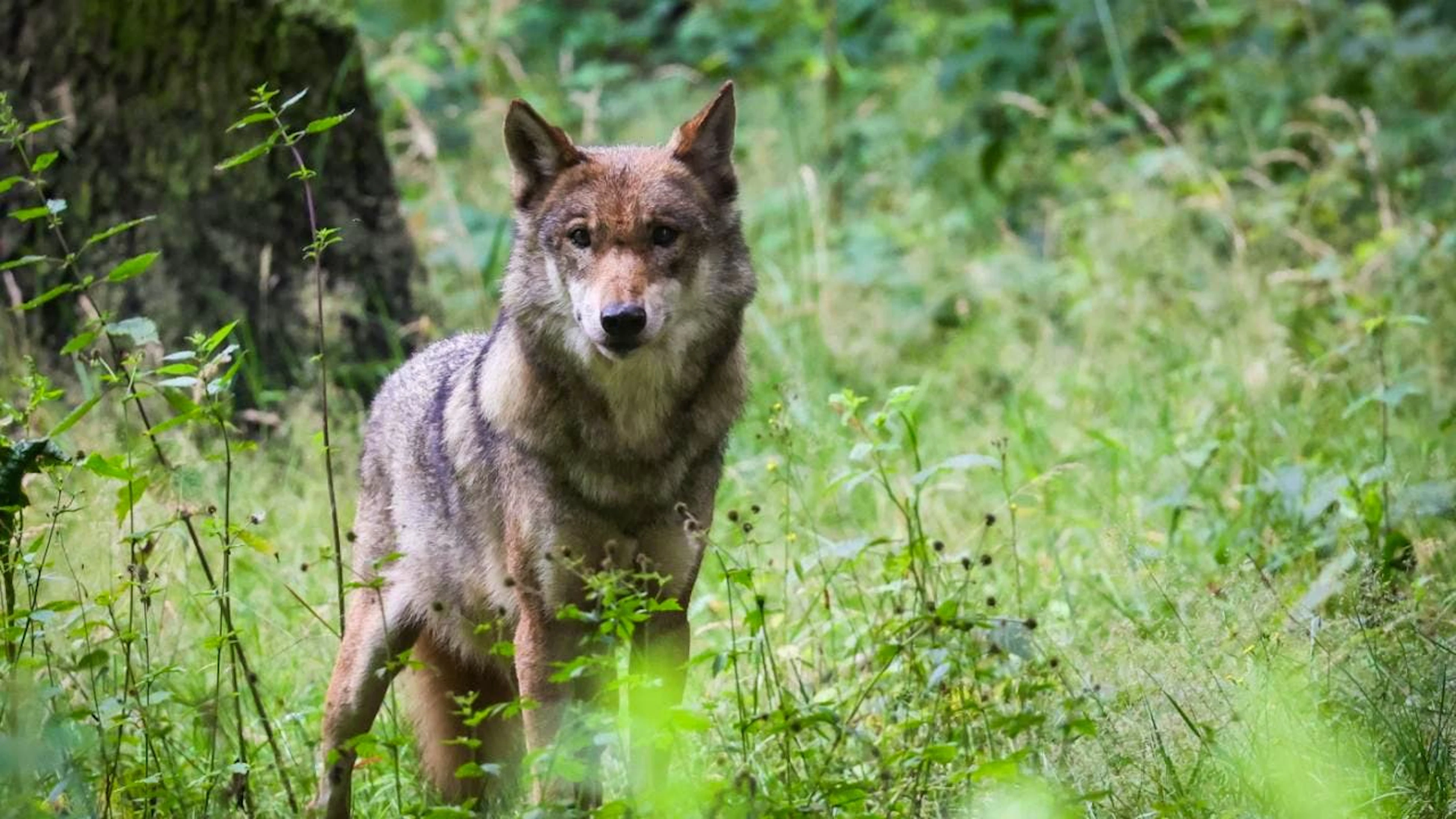 L'ordonnance sur la chasse permet le tir individuel d'un loup à partir de six ovins ou caprins tués sur une période de quatre mois (image d'îllustration).