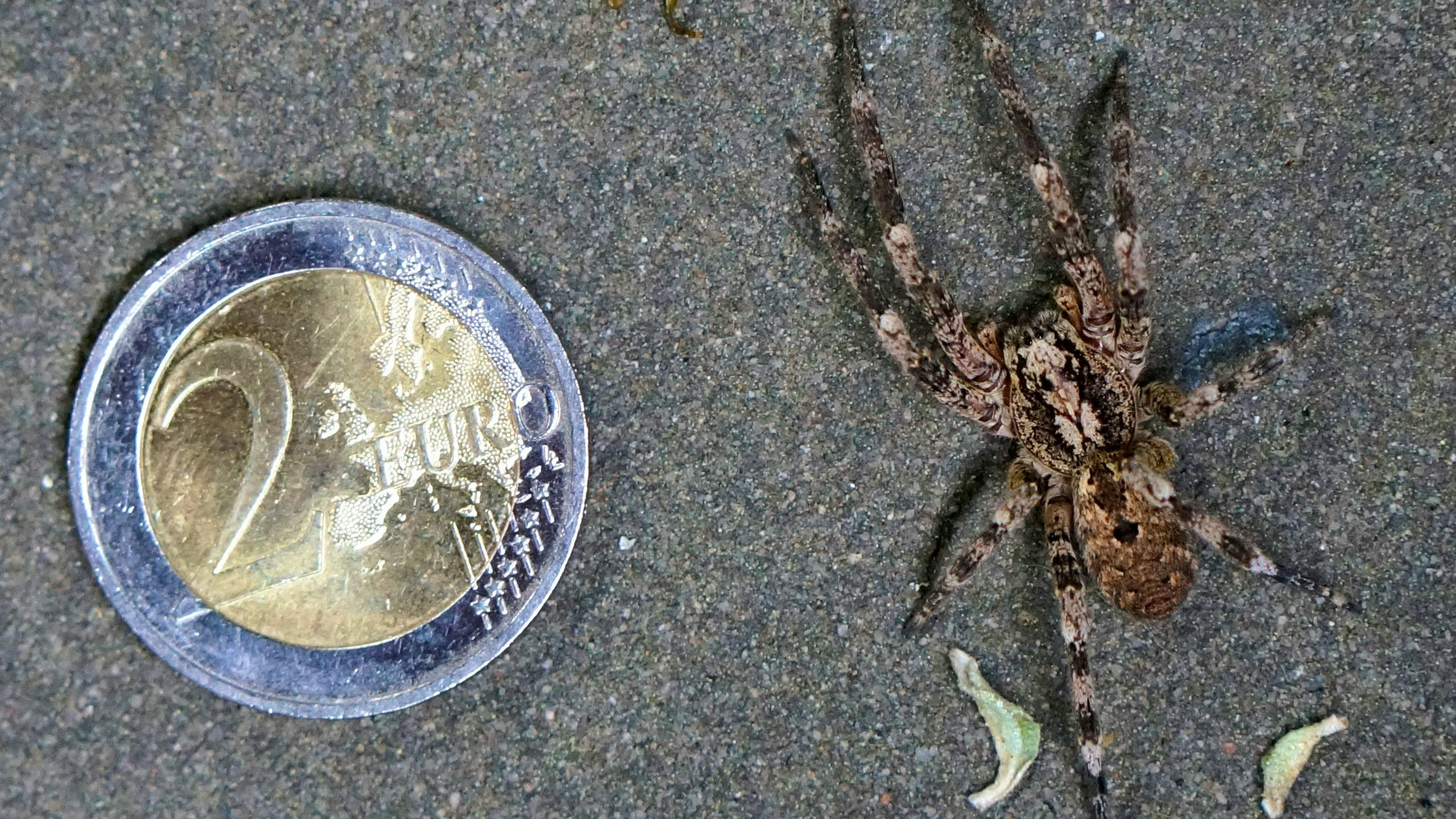 Ihre Grösse macht Angst – die Nosferatu-Spinne ist aber meist ungefährlich für den Menschen.