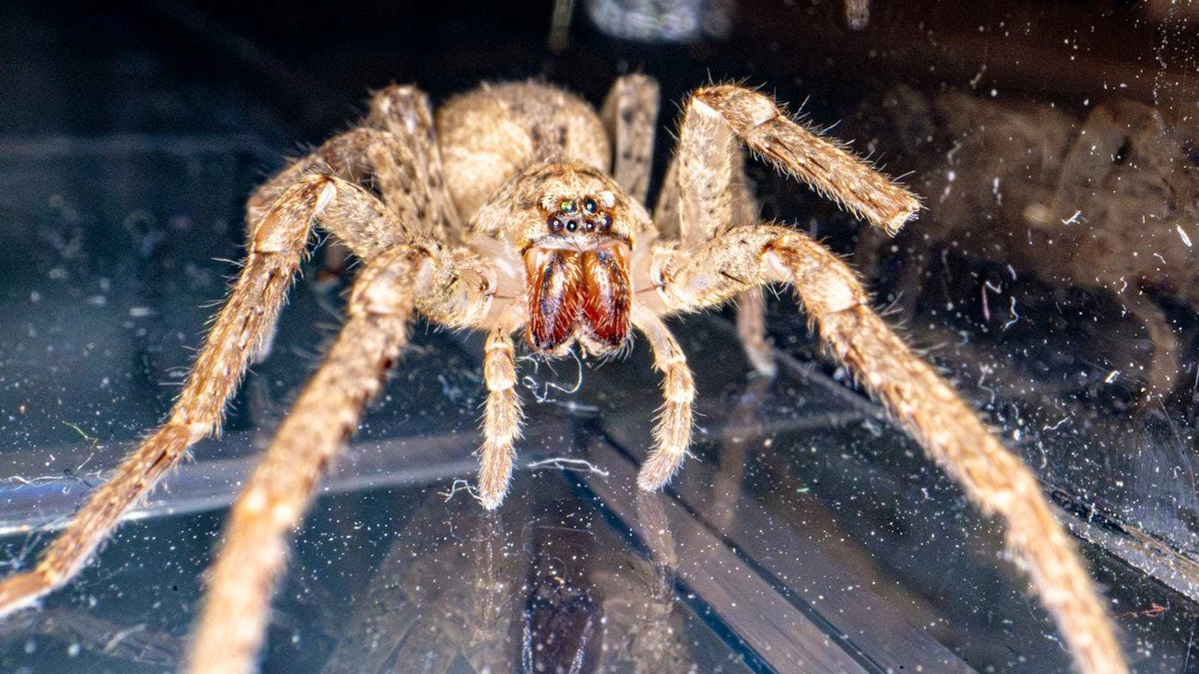 Diese Spinne sieht gefährlicher aus, als sie tatsächlich ist