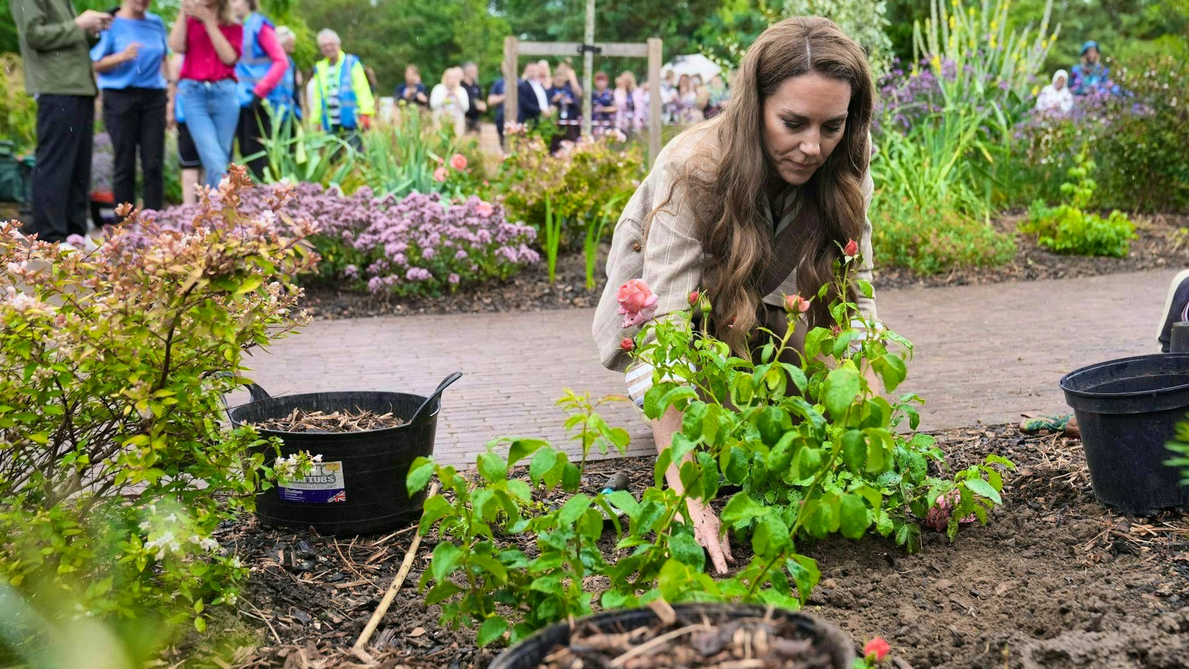 The British princess planted roses during a visit to hospital.