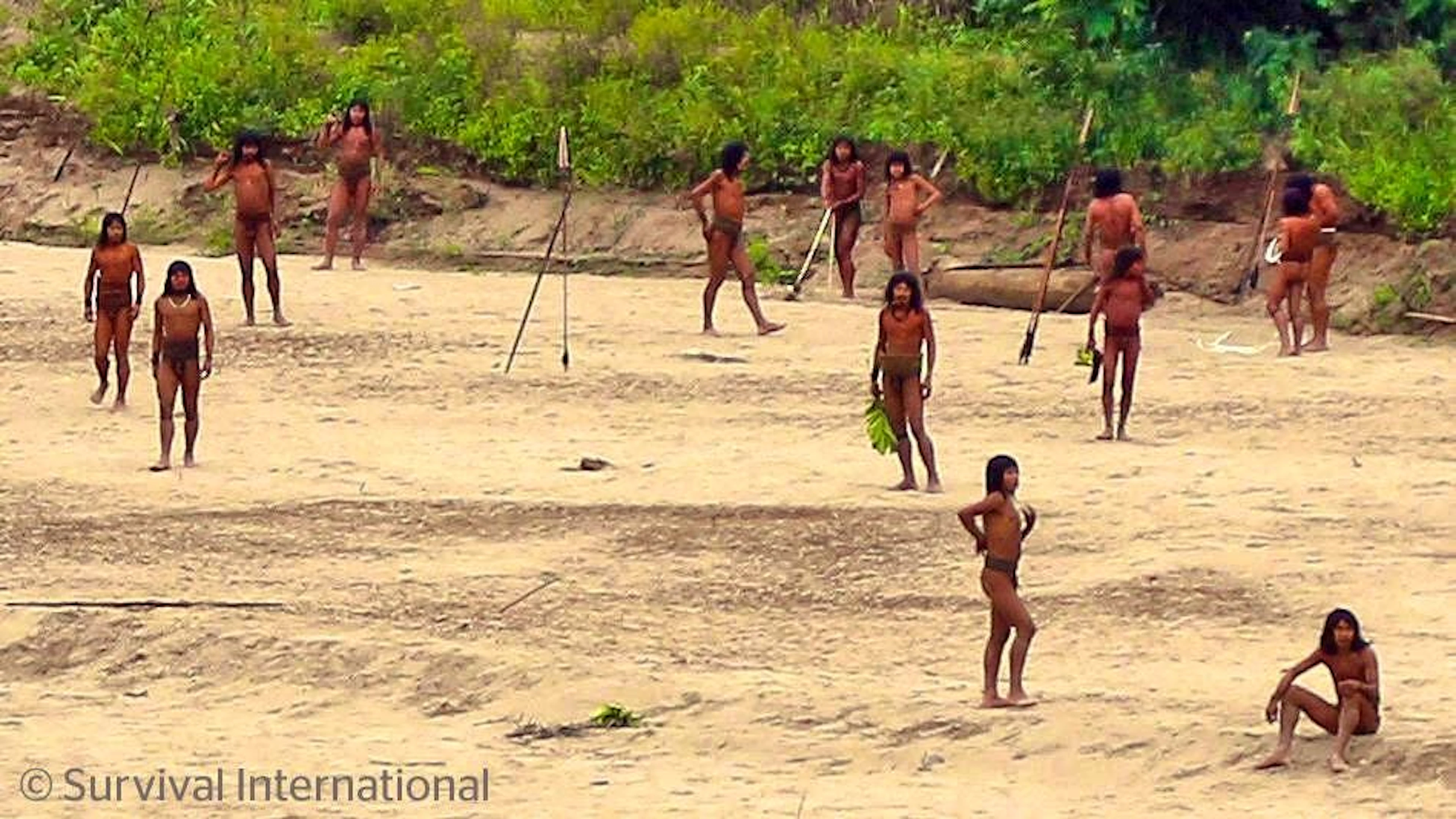 Des images prises en juillet 2024 montrent des dizaines de Mashco Piro au bord d'une rivière, dangereusement proches d'une zone ouverte à la déforestation.