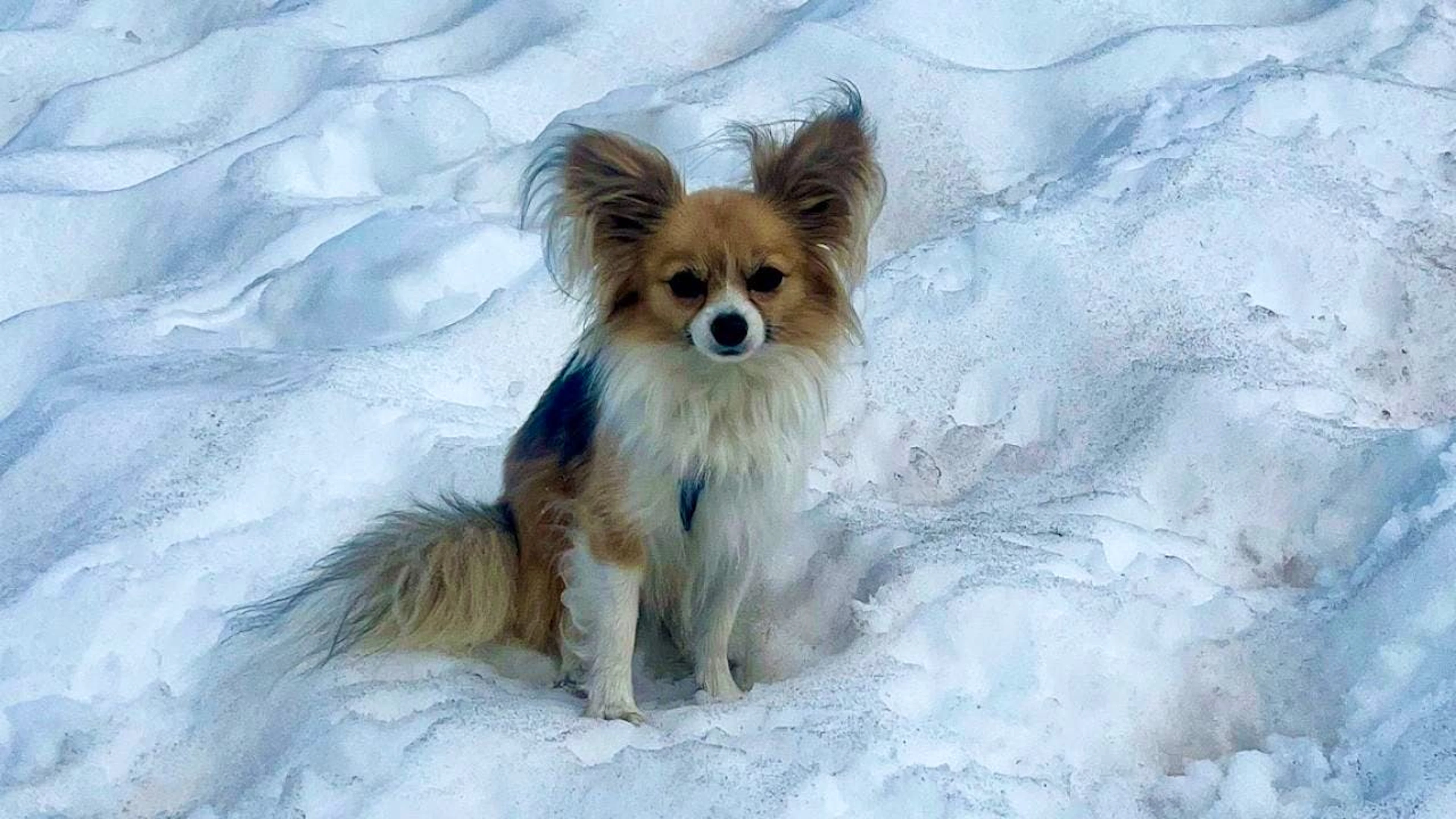 Der Chihuahua hat möglicherweise das Leben seines Herrchens gerettet.