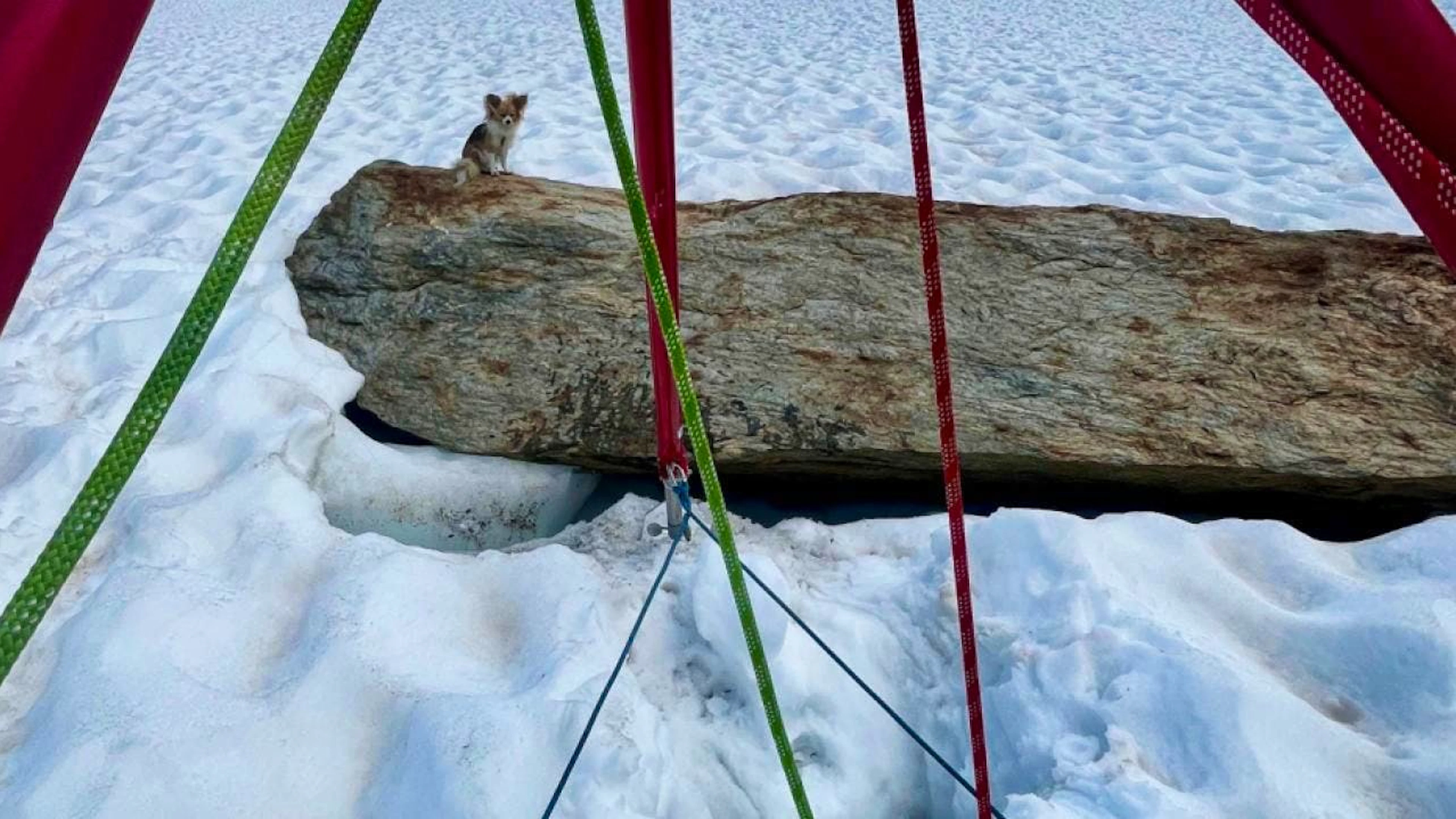 Der kleine Hund verfolgte jede Bewegung der Rettungsspezialisten genau.