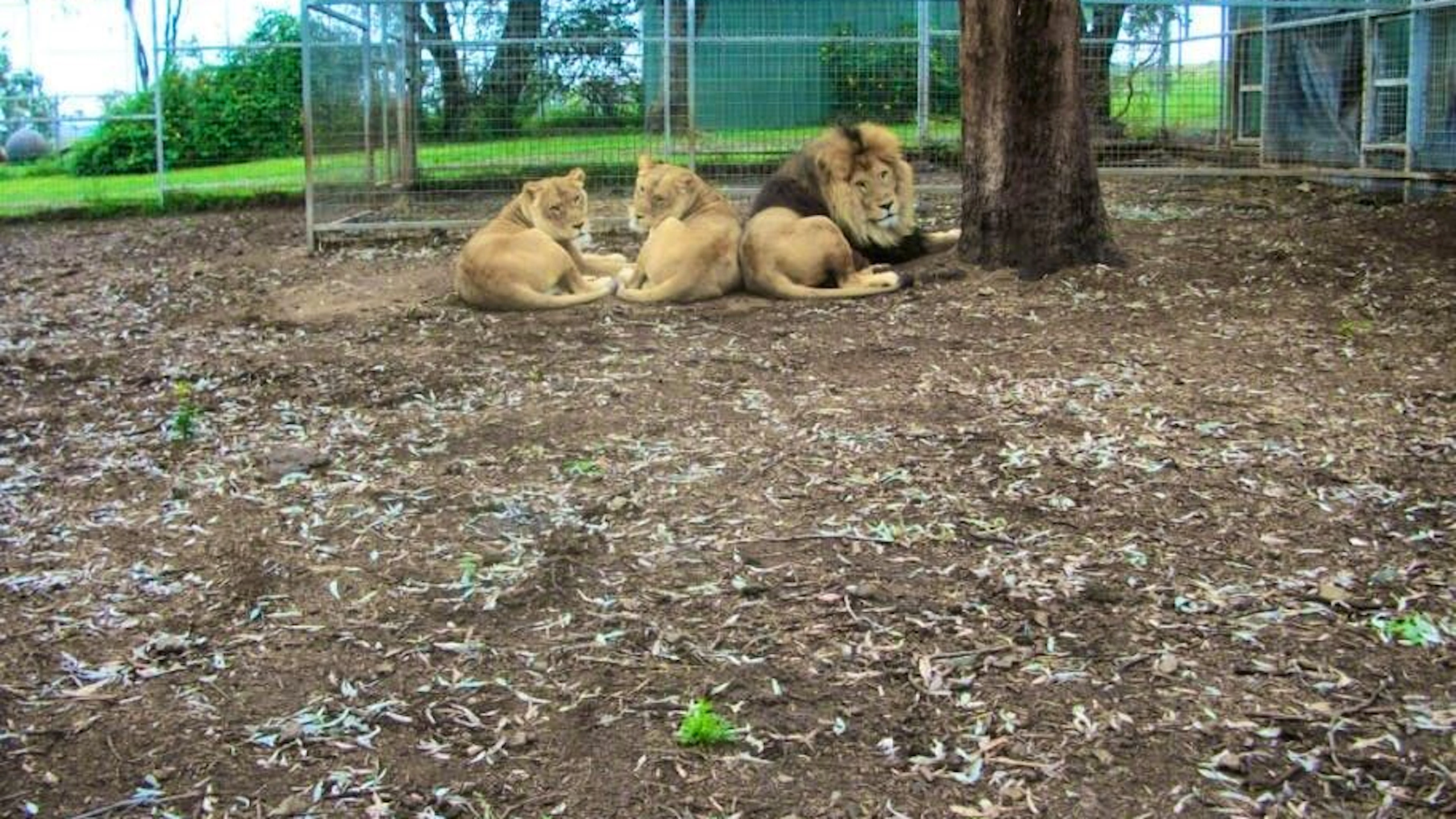 Una donna ha perso un braccio dopo essere stata attaccata da un leone allo zoo di Darling Downs, in Australia.