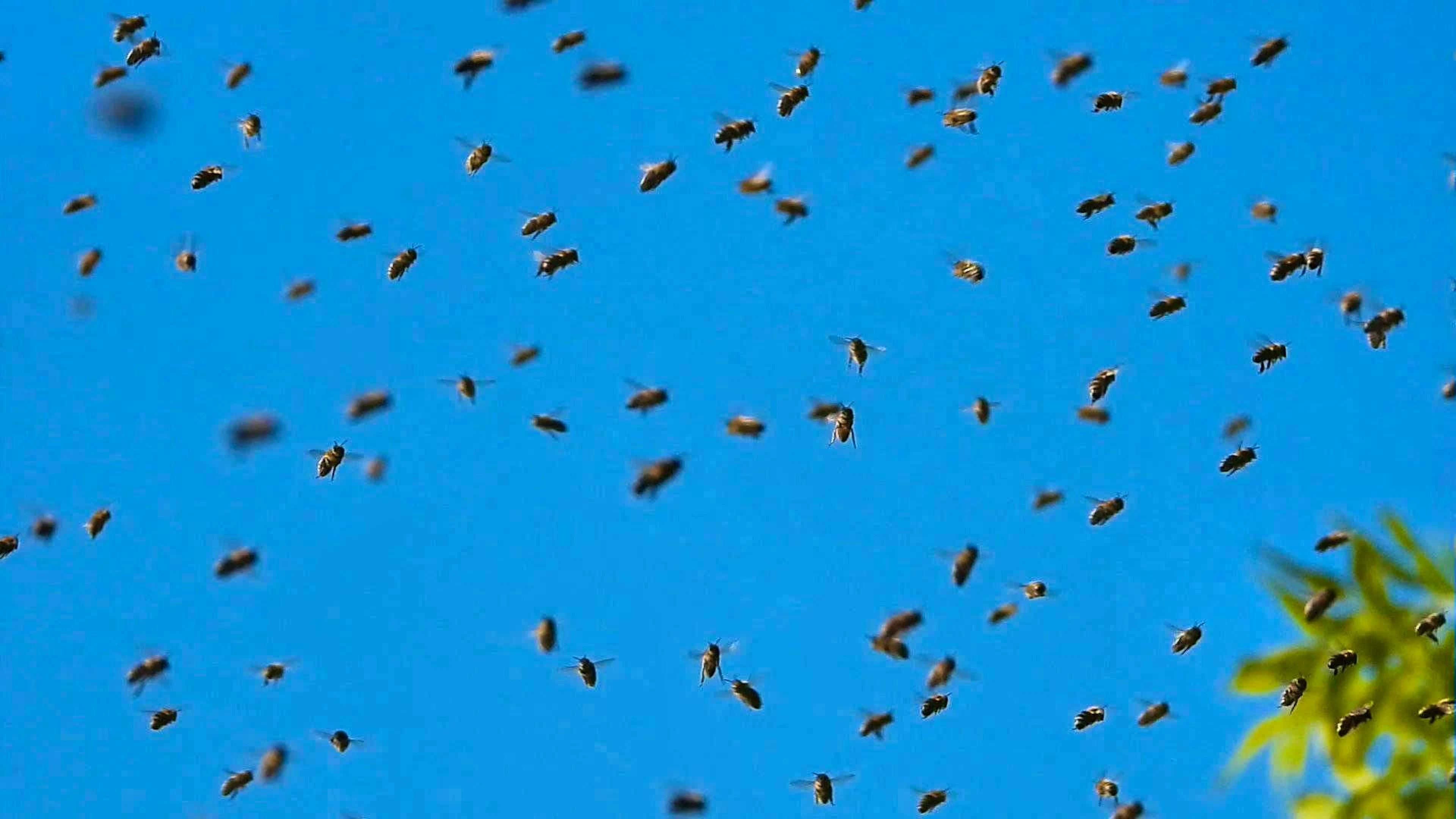 The bees' behavior may be linked to Asian hornets that threatened a beehive.
