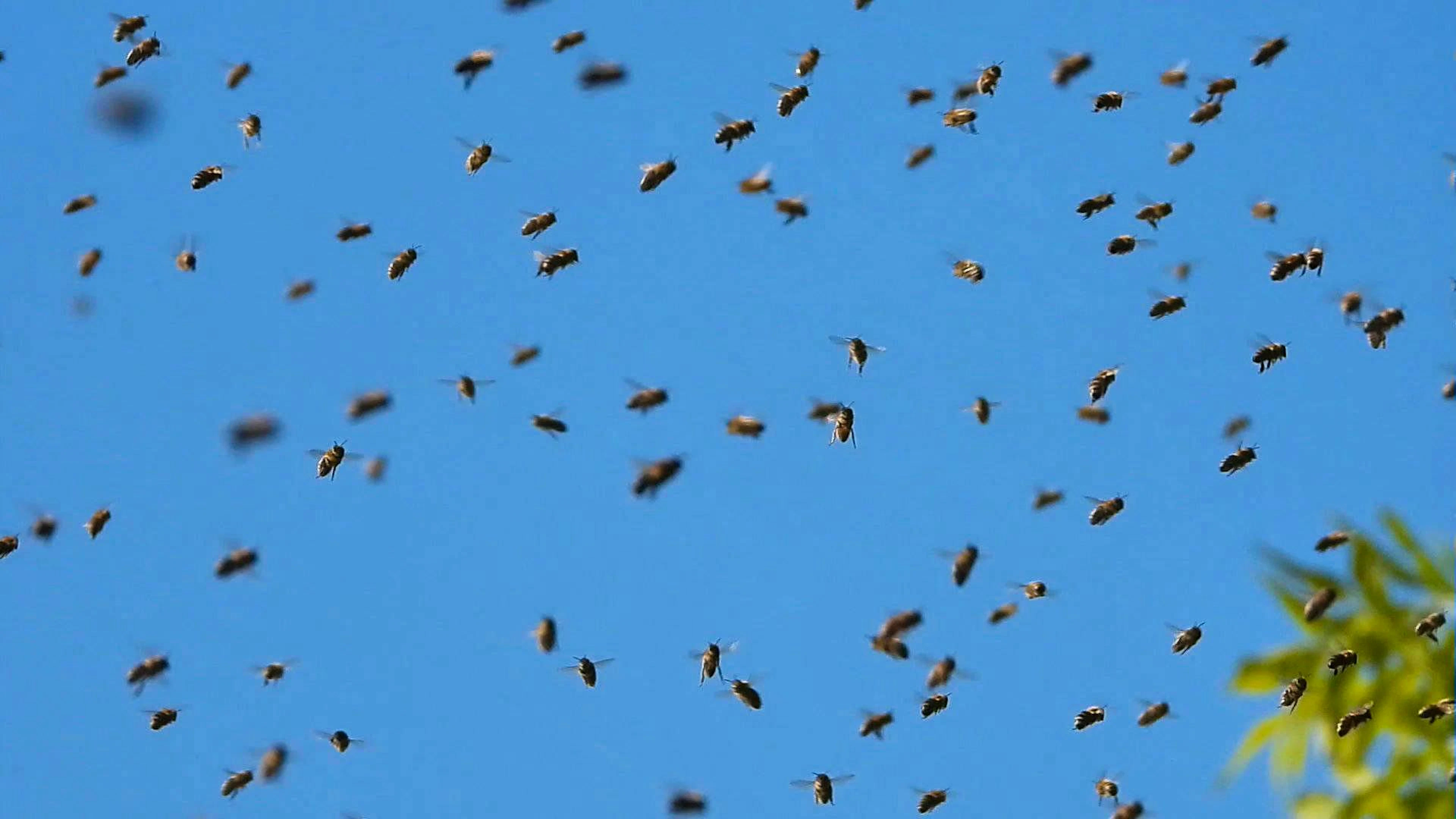 Das Verhalten der Bienen hängt möglicherweise mit Asiatischen Hornissen zusammen, die einen Bienenstock bedroht haben.